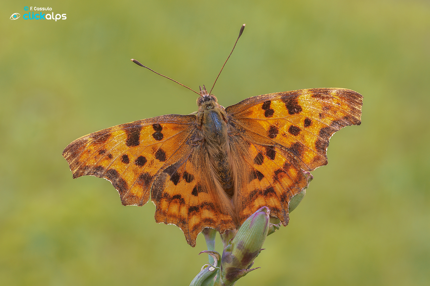 Polygonia c-album (Linnaeus, 1758)