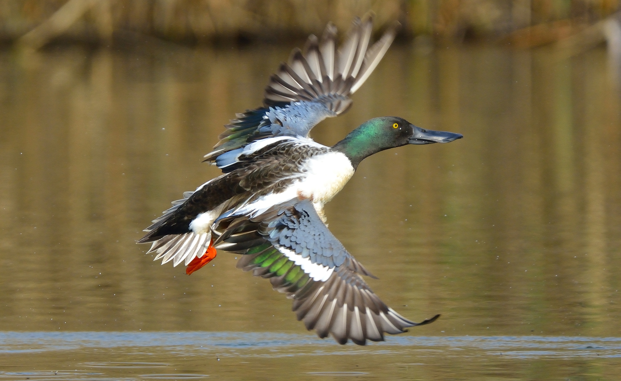 Shoveler ...