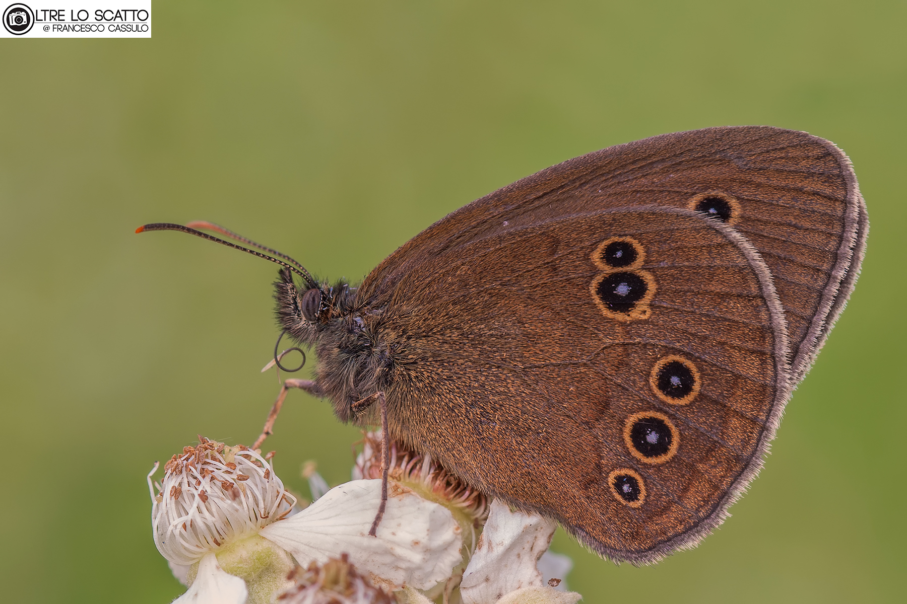 Aphantopus hyperantus (Linnaeus, 1758)