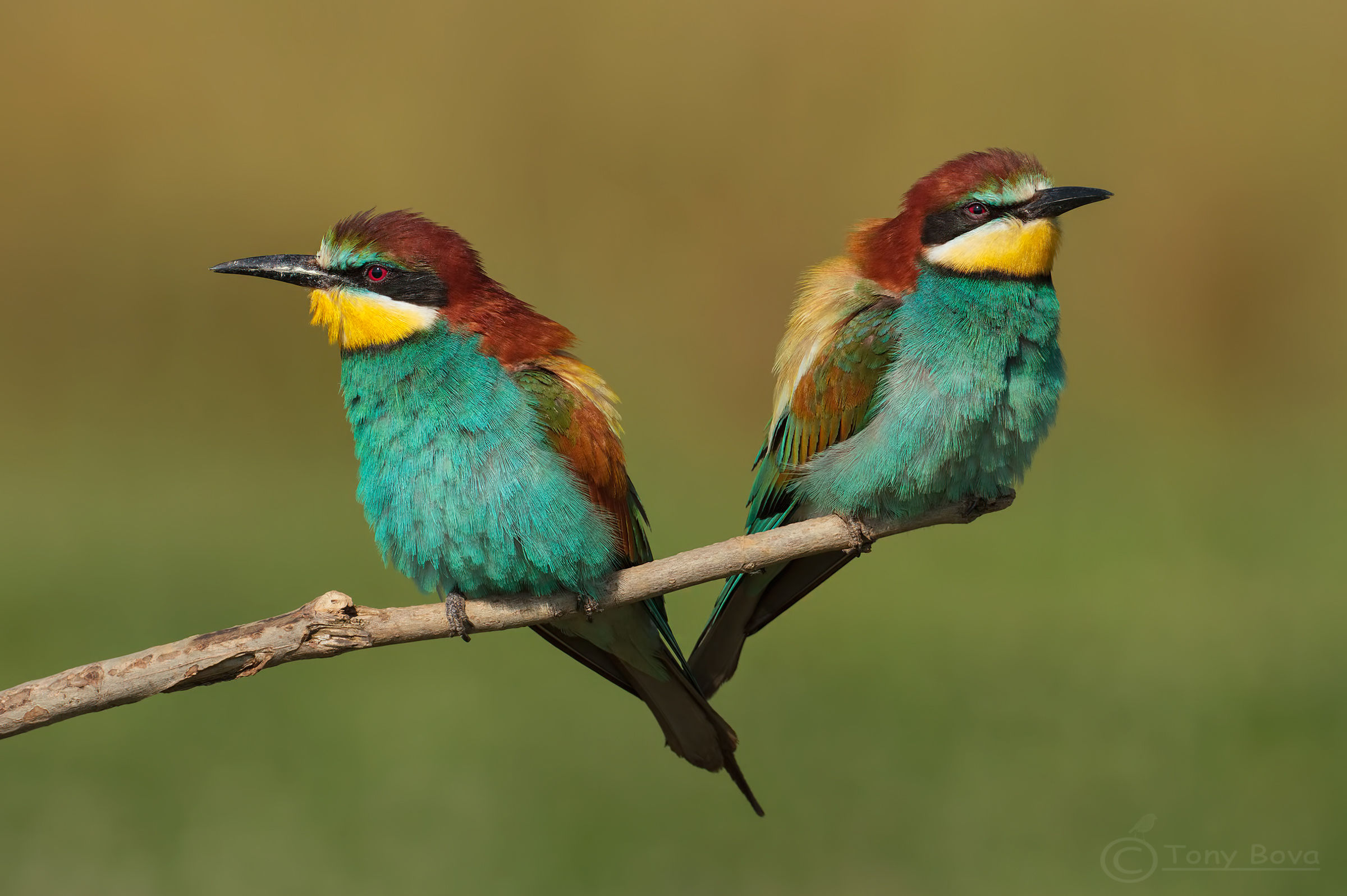 European bee-eater