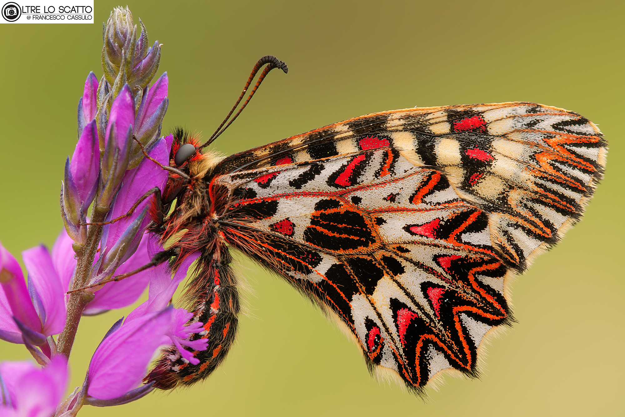 Zerynthia polyxena (Denis & Schifferm?ller, 1775)