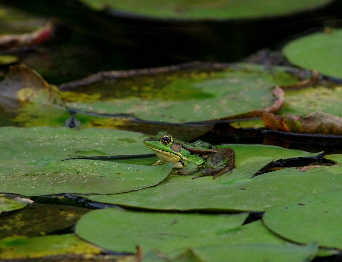 Greenpond frog