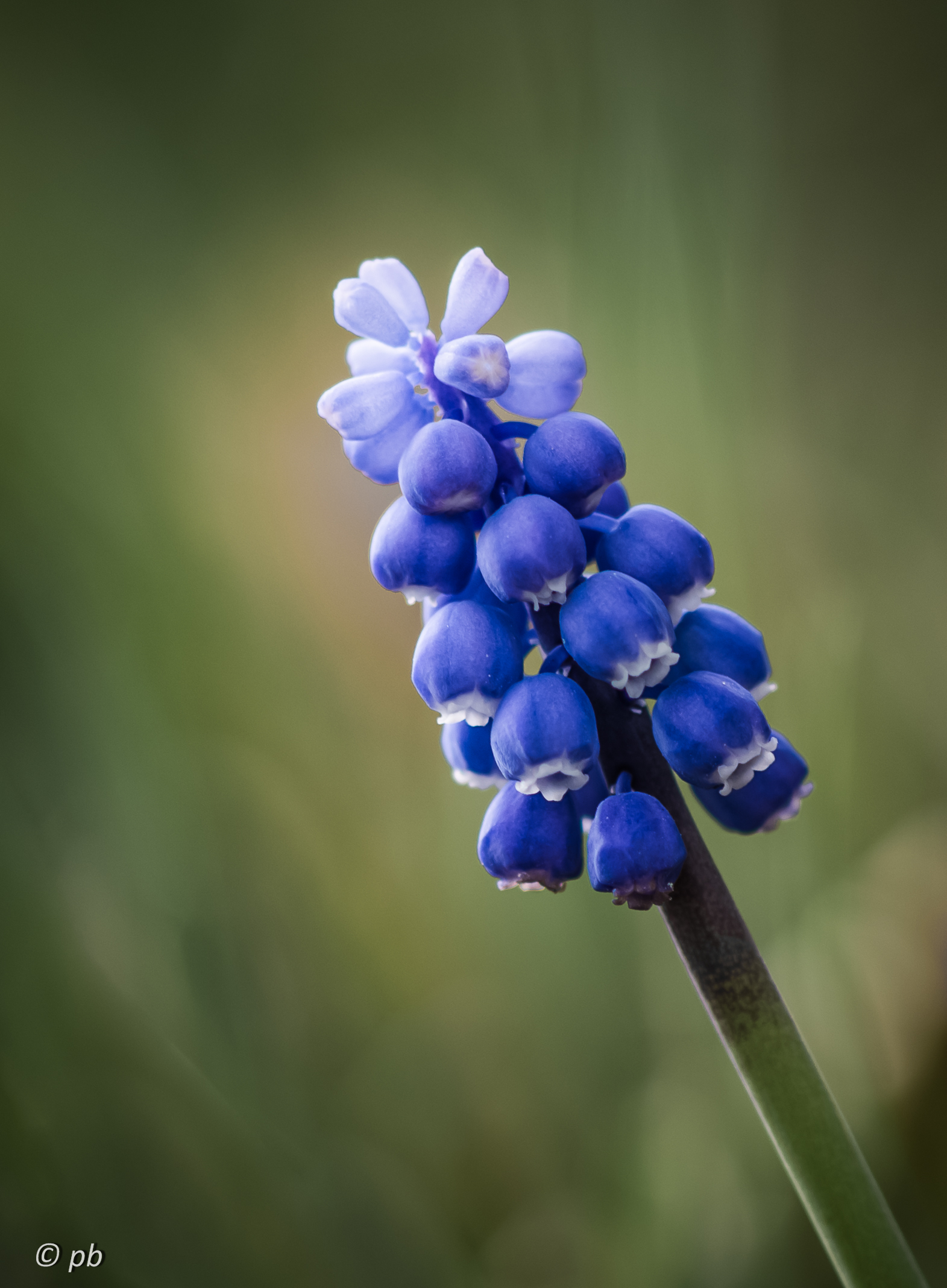 Muscari