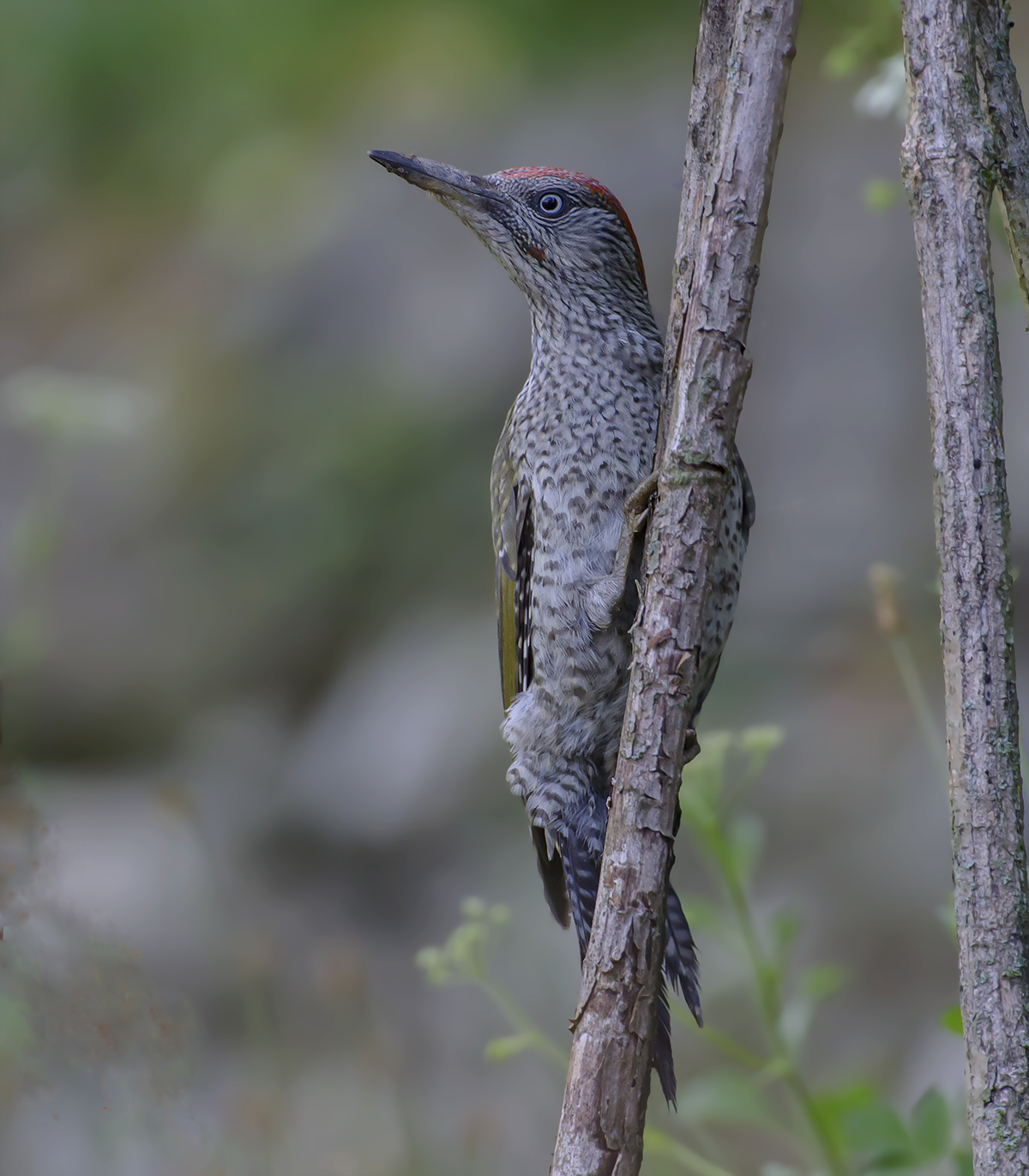 old revisited shooting