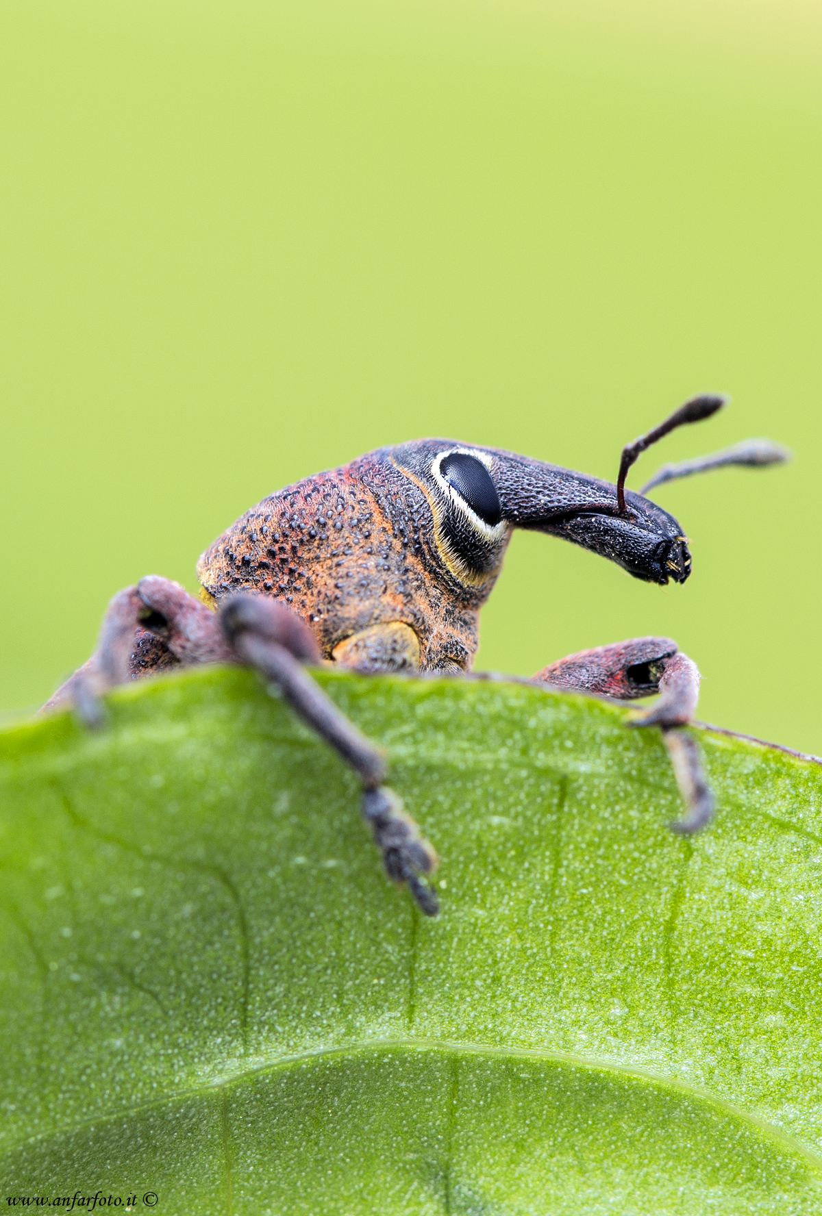 Sono un piccolo formichiere!