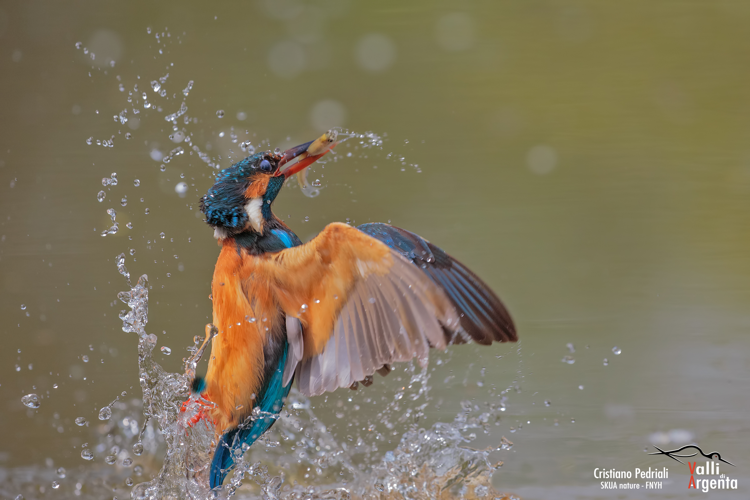 King Fischer in ski ...