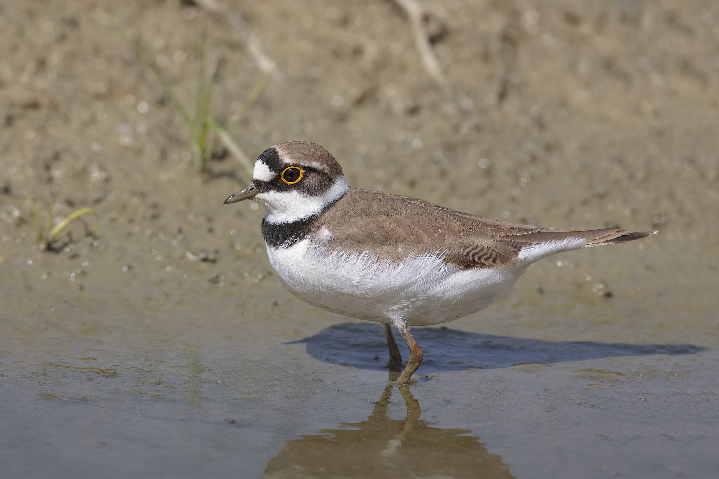 little Ringed Plover