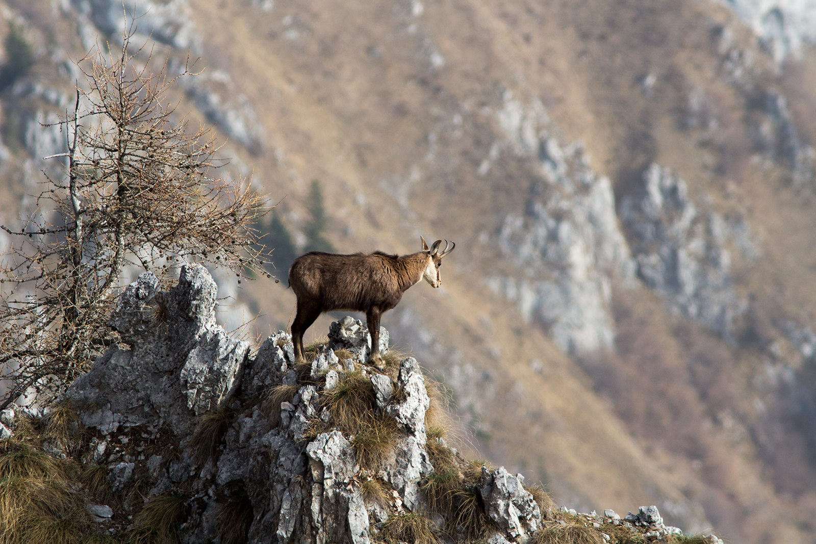 With spring, the reconquest of the high pasture