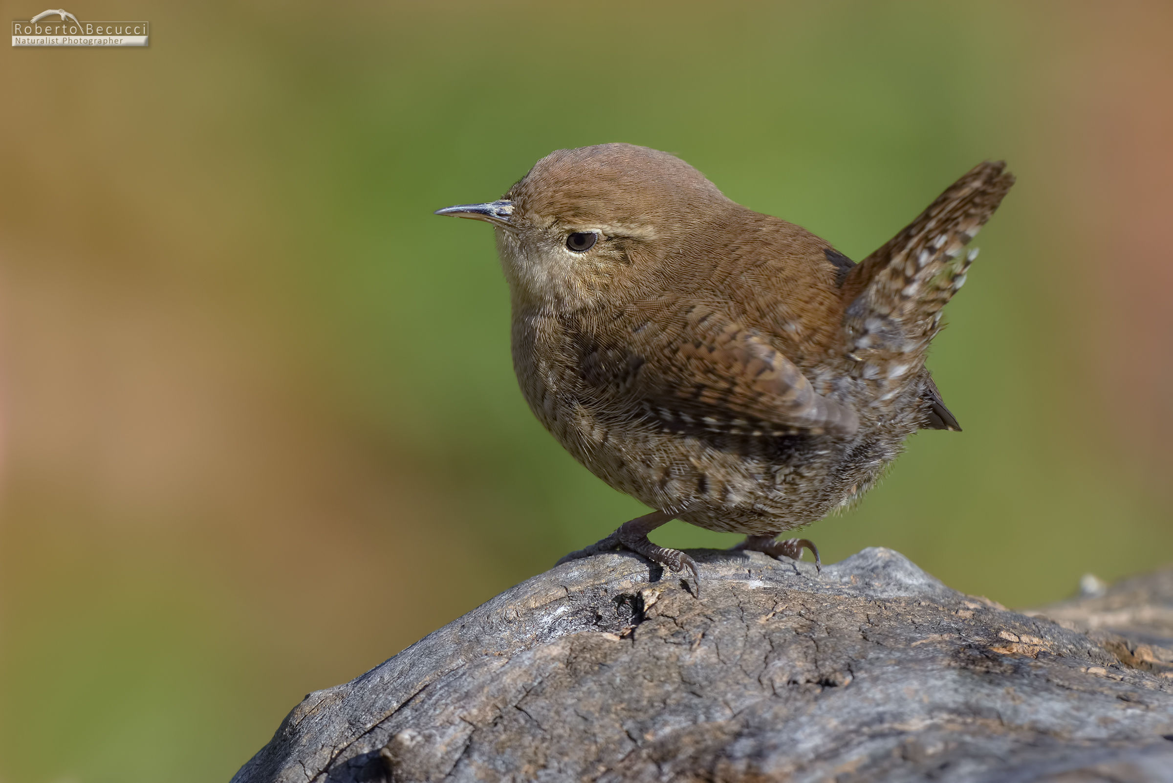 The last wren ...