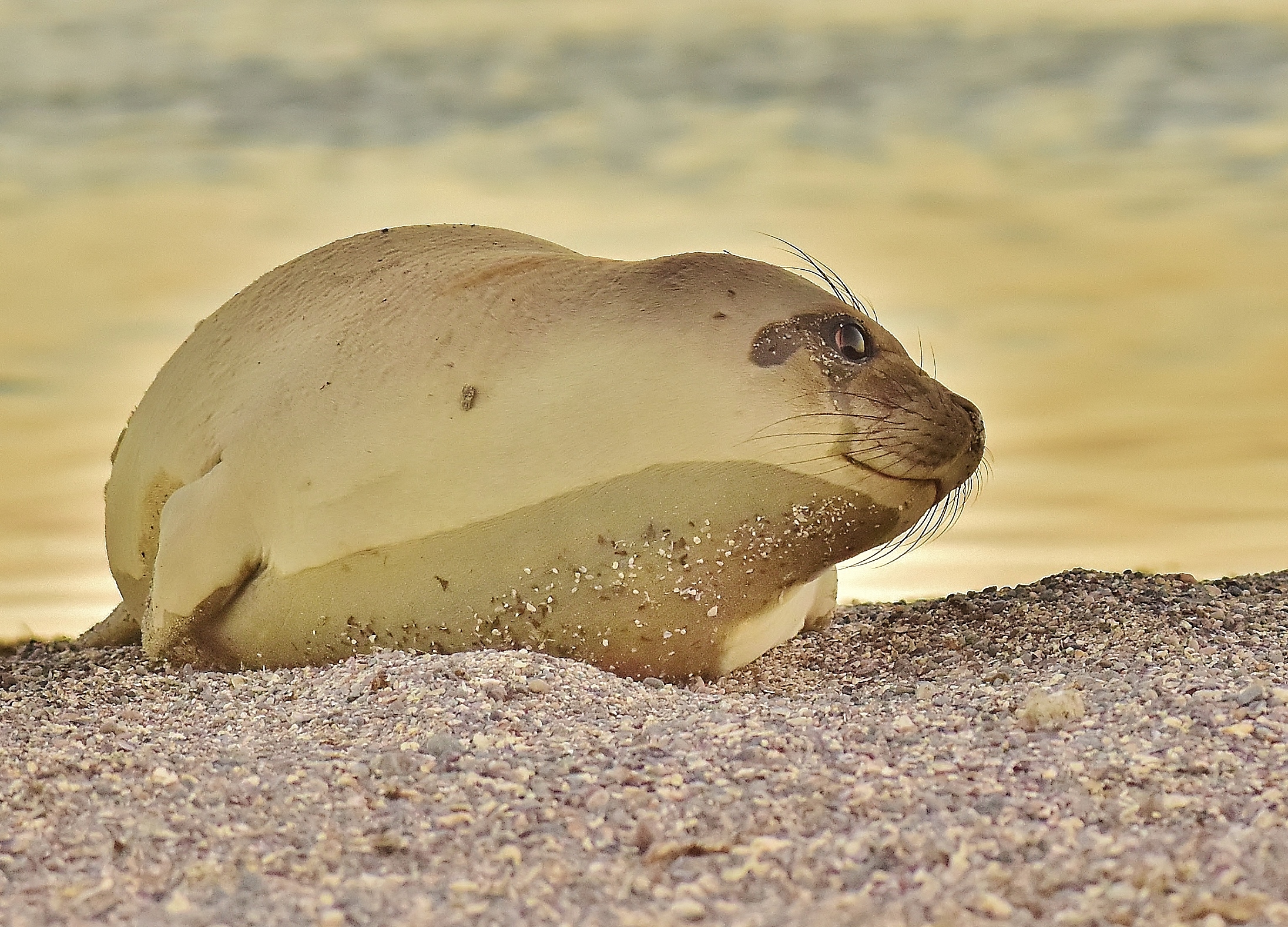 A smiling elephant seal pup