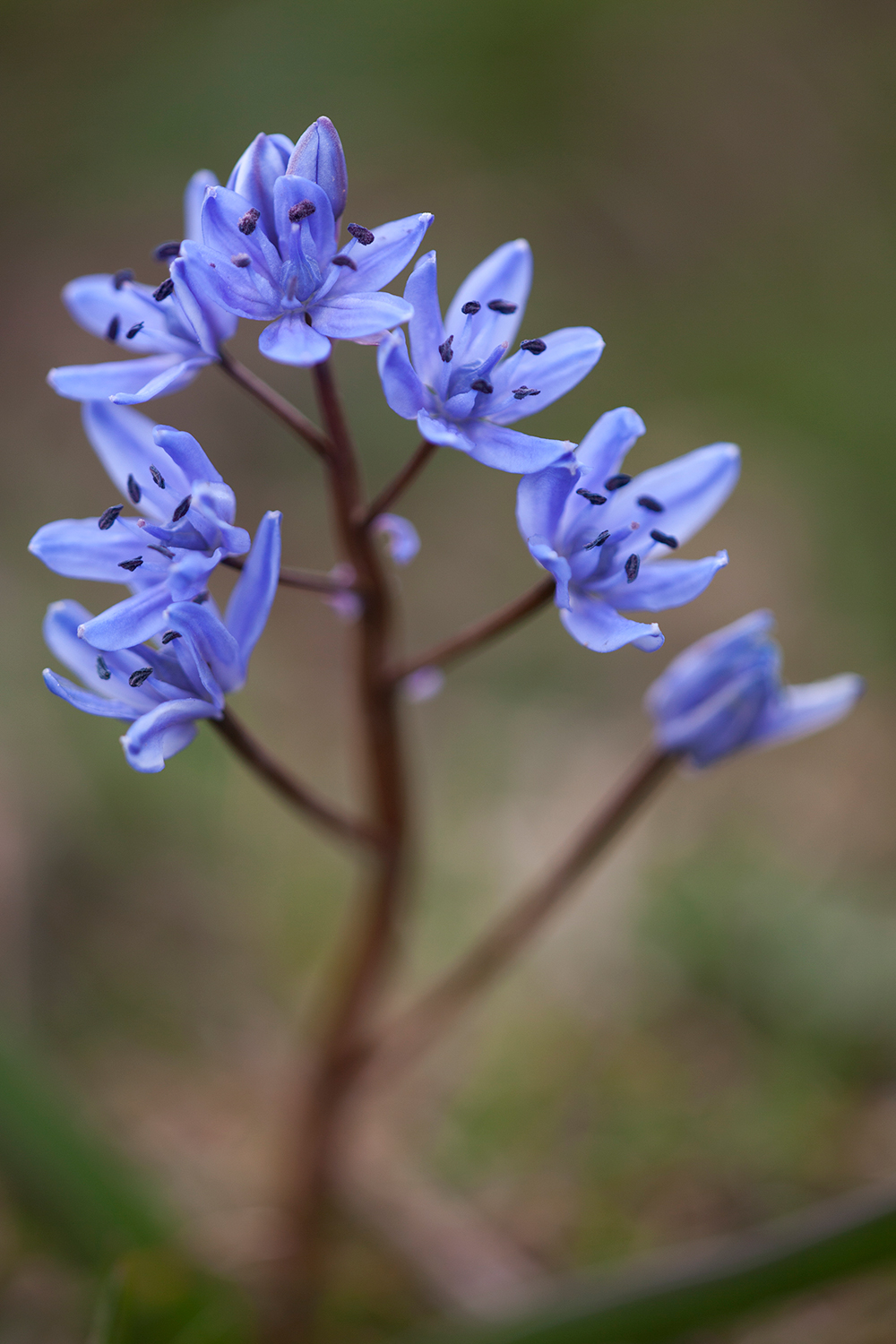 Scilla bifolia