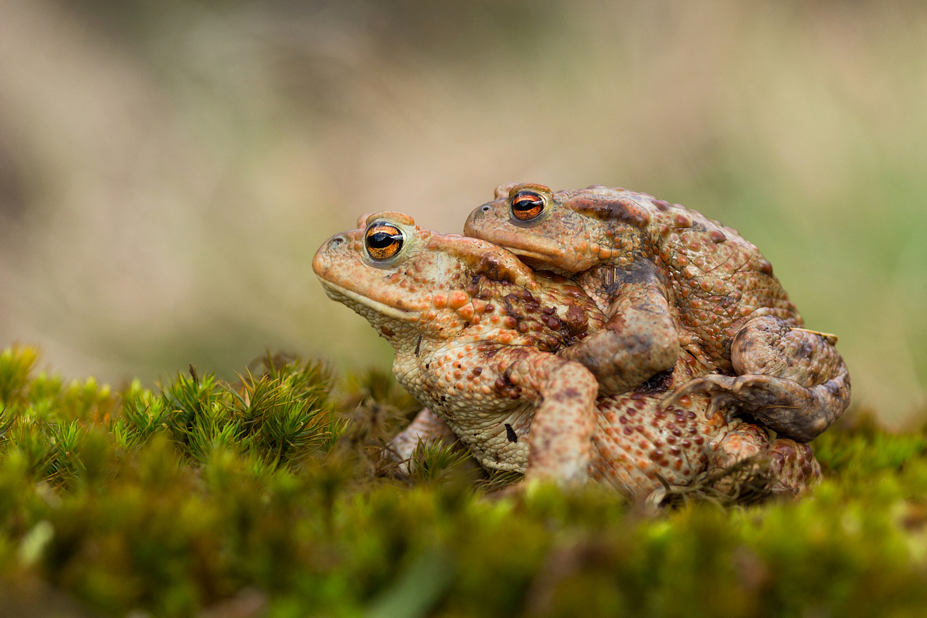 Beautiful couple - bufo bufo