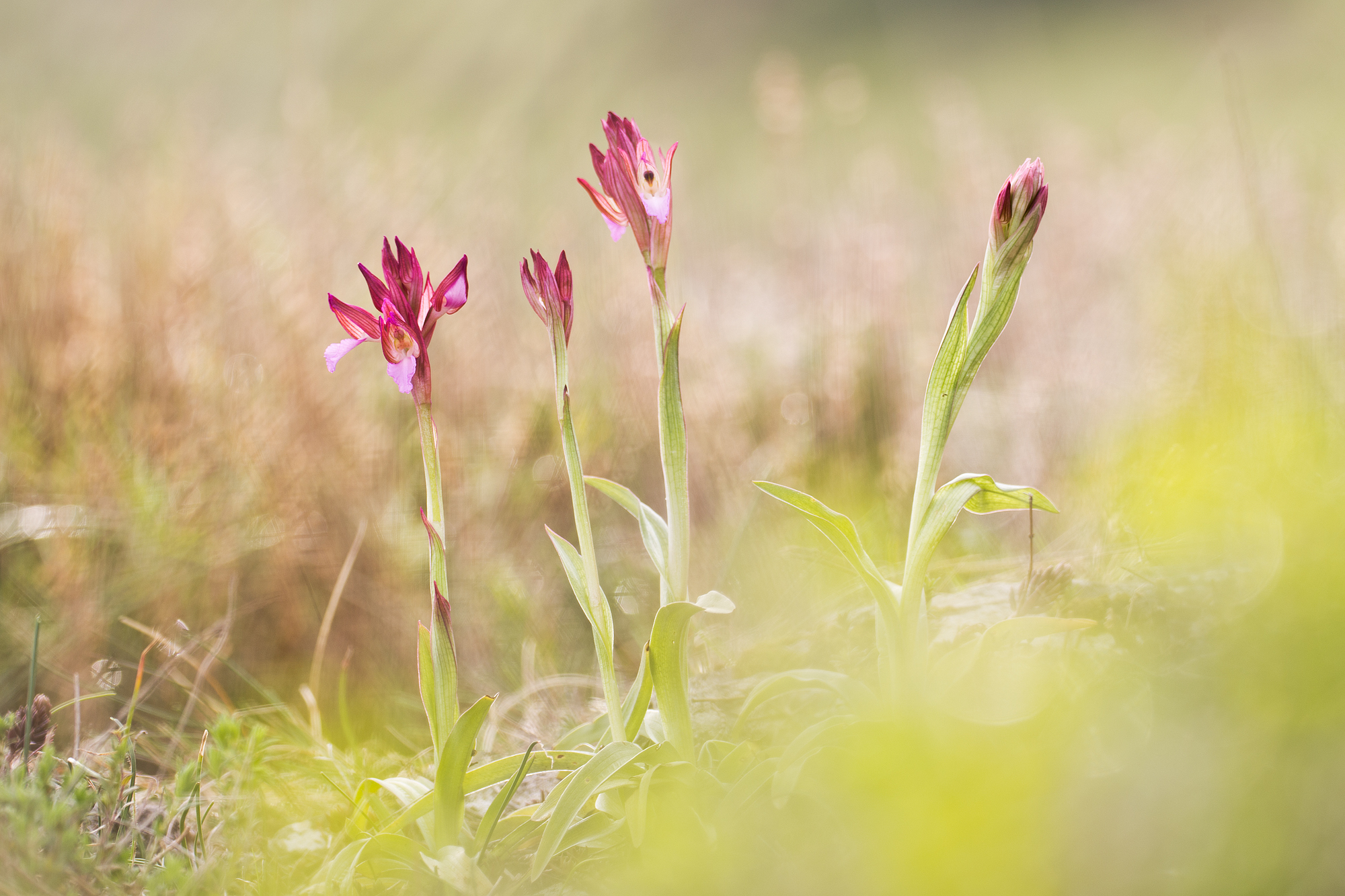 Anacamptis papilionacea (l.) RMBateman, Pridgeon & M.