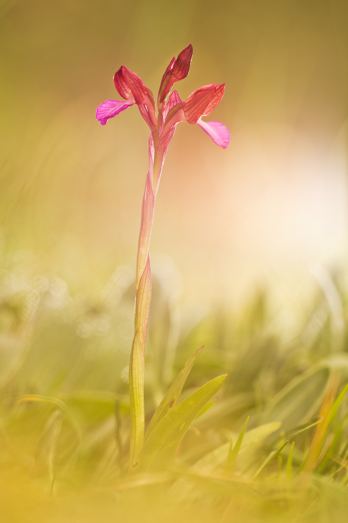 Anacamptis papilionacea (l.) RMBateman, Pridgeon & M.