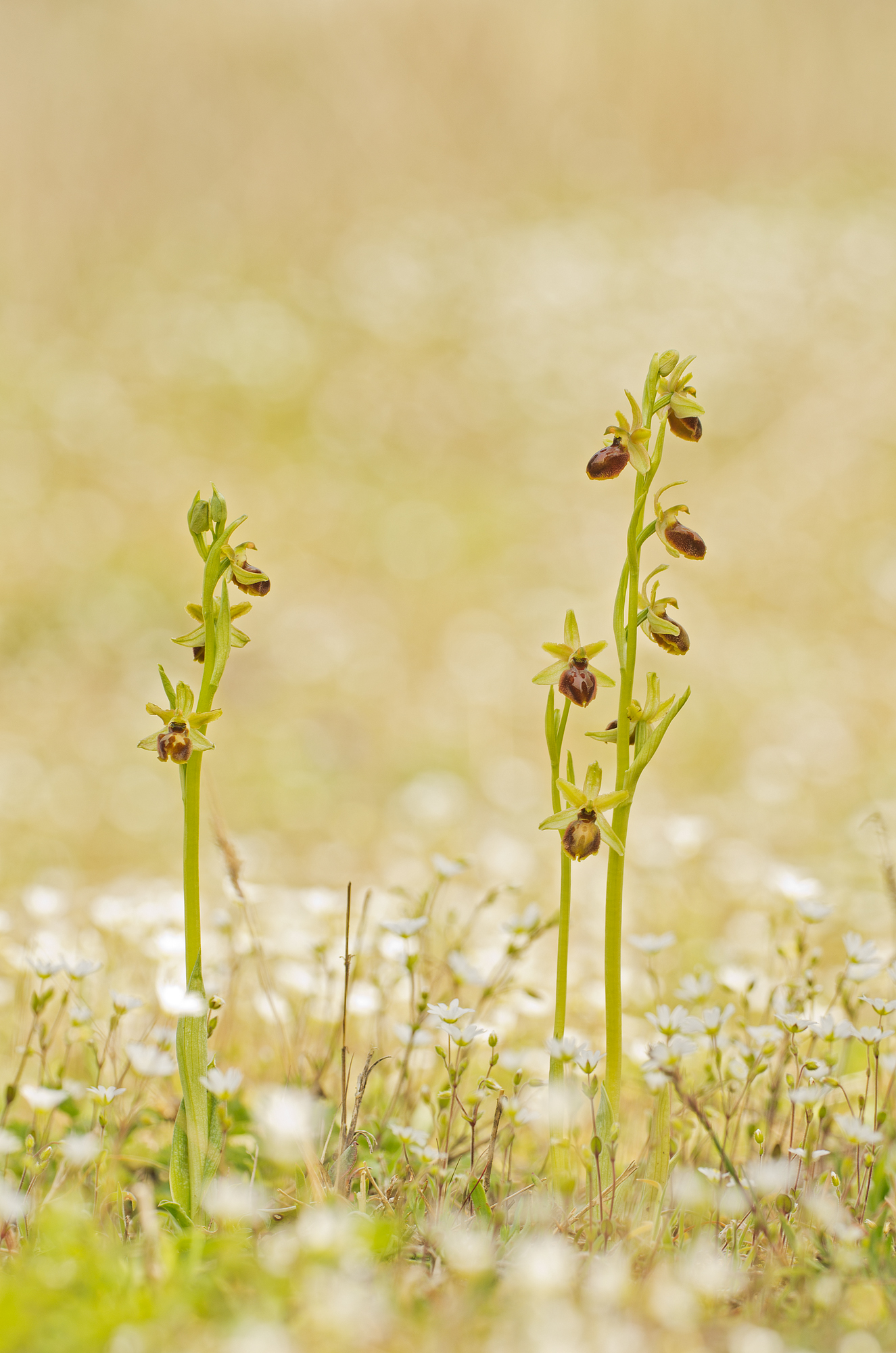 Ophrys sphegodes (Mill., 1768) - Orchidaceae