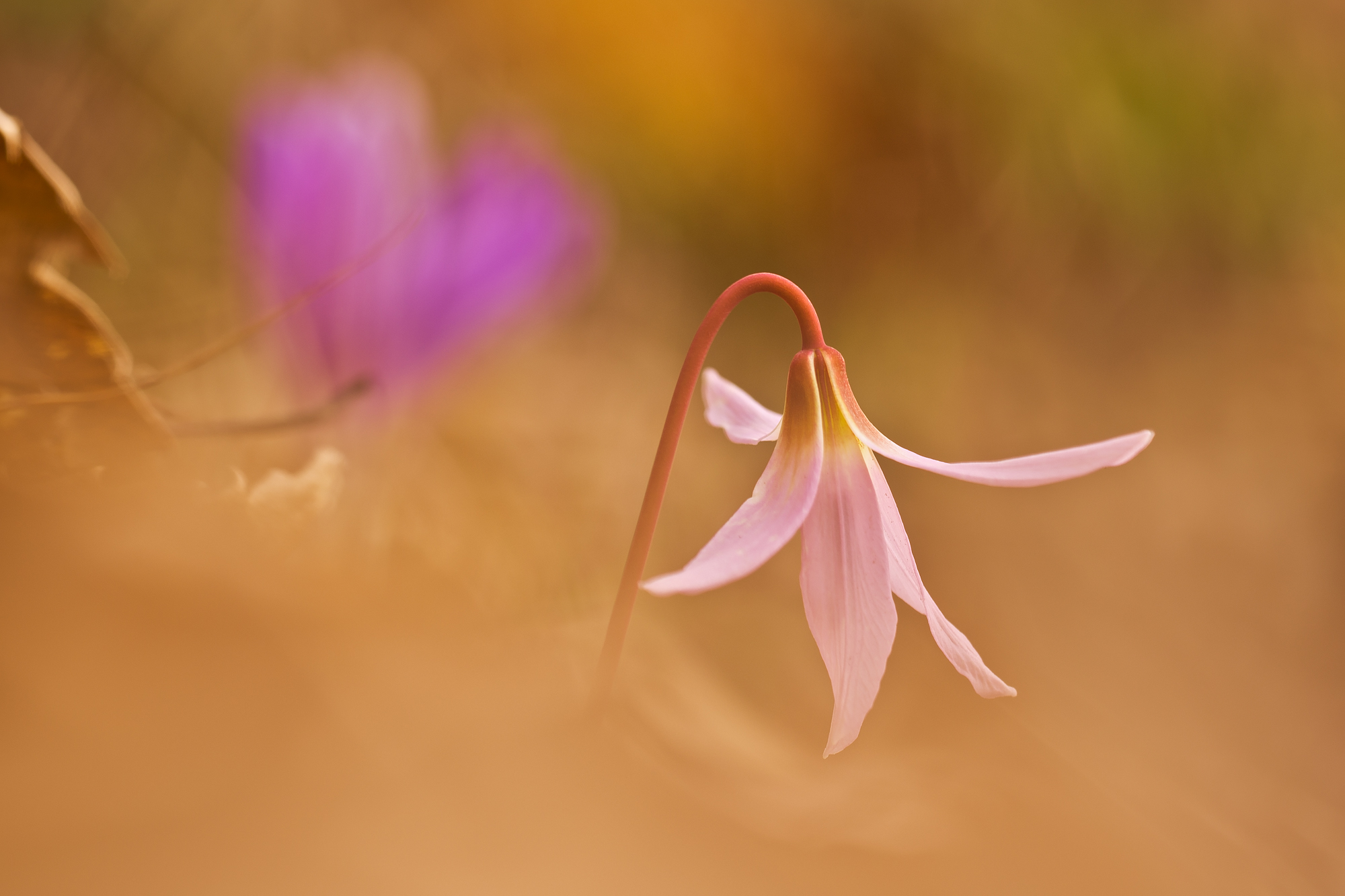 Tooth of Dog, Erythronium dens-canis (l., 1753) - Lili