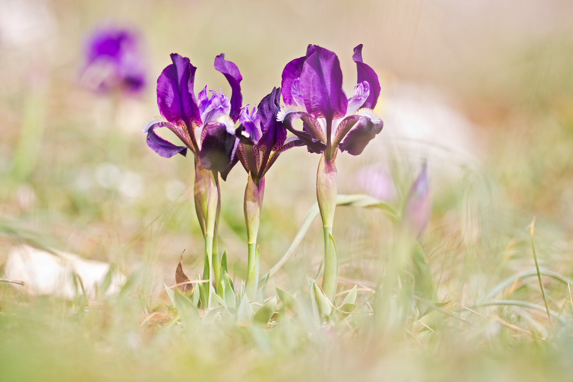 Tyrrhenian orris, Iris chamaeiris Bertol. - Iridace