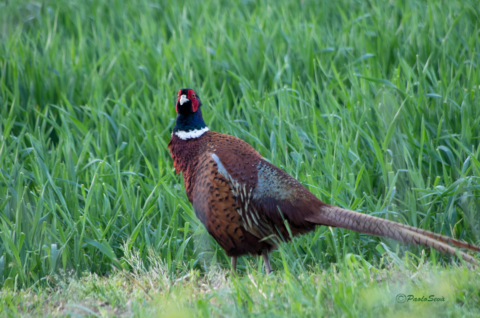 Pheasant