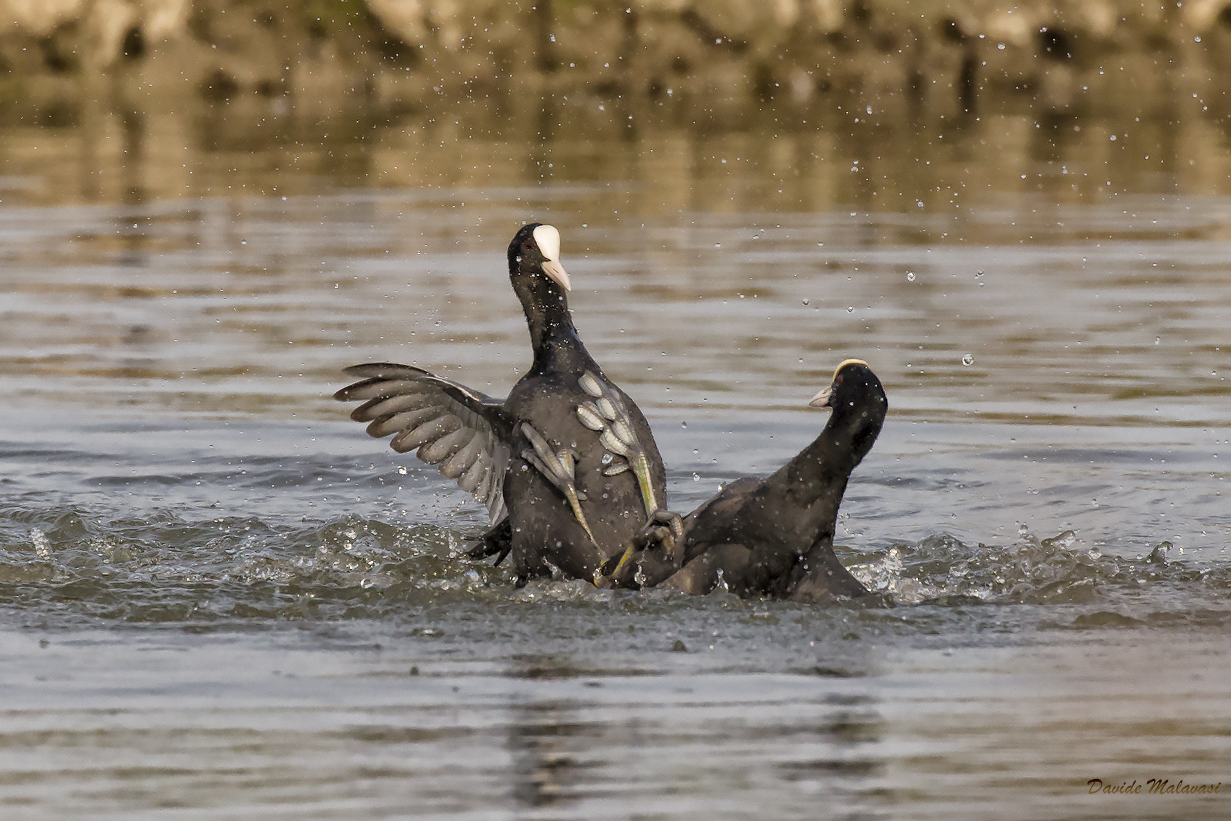 coots