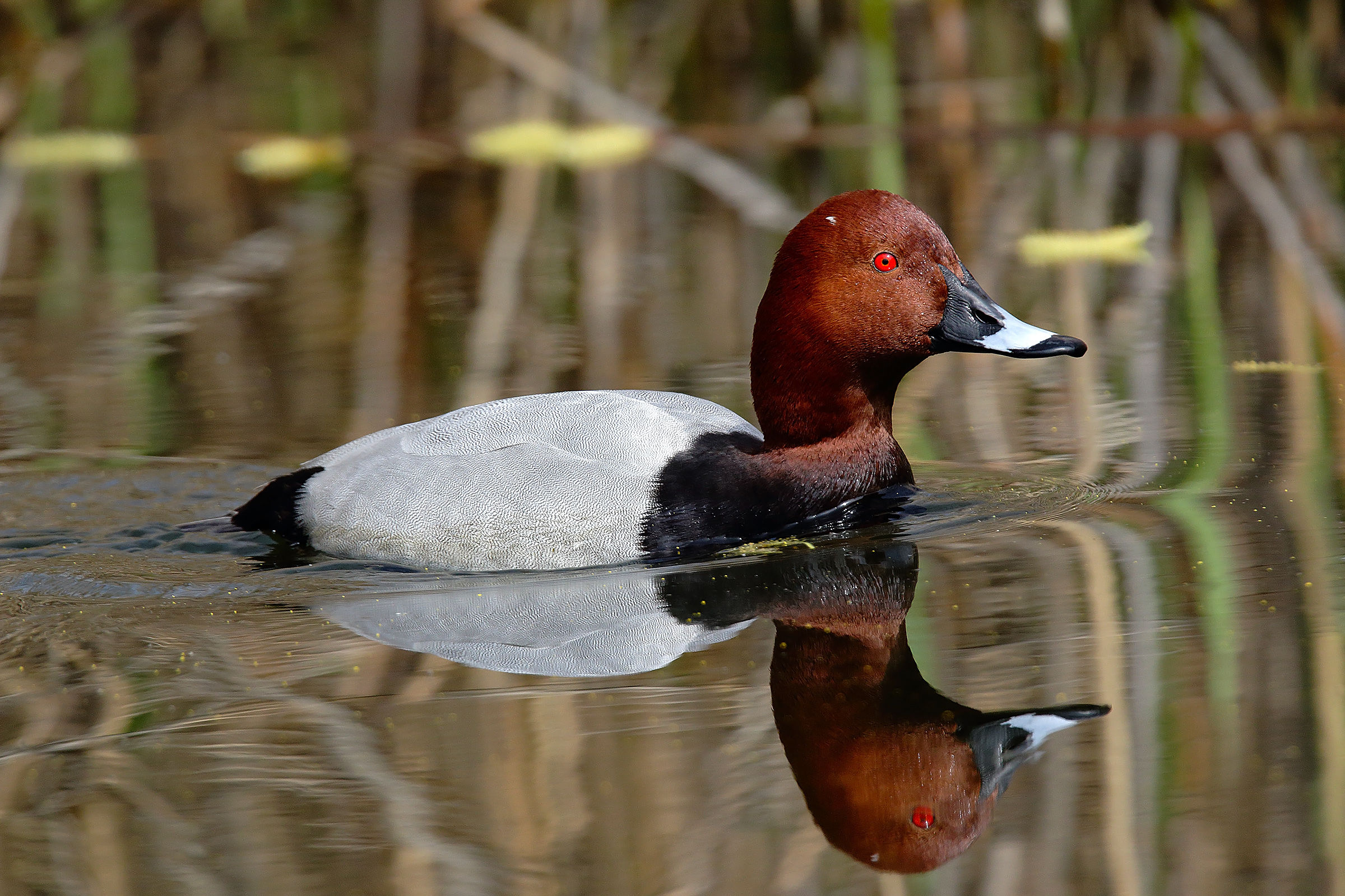 pochard hd