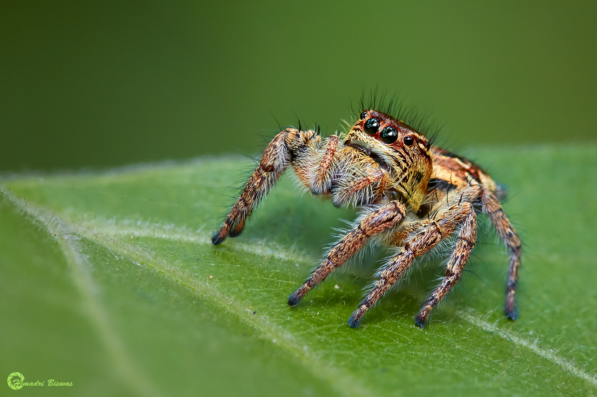 Jumping spider