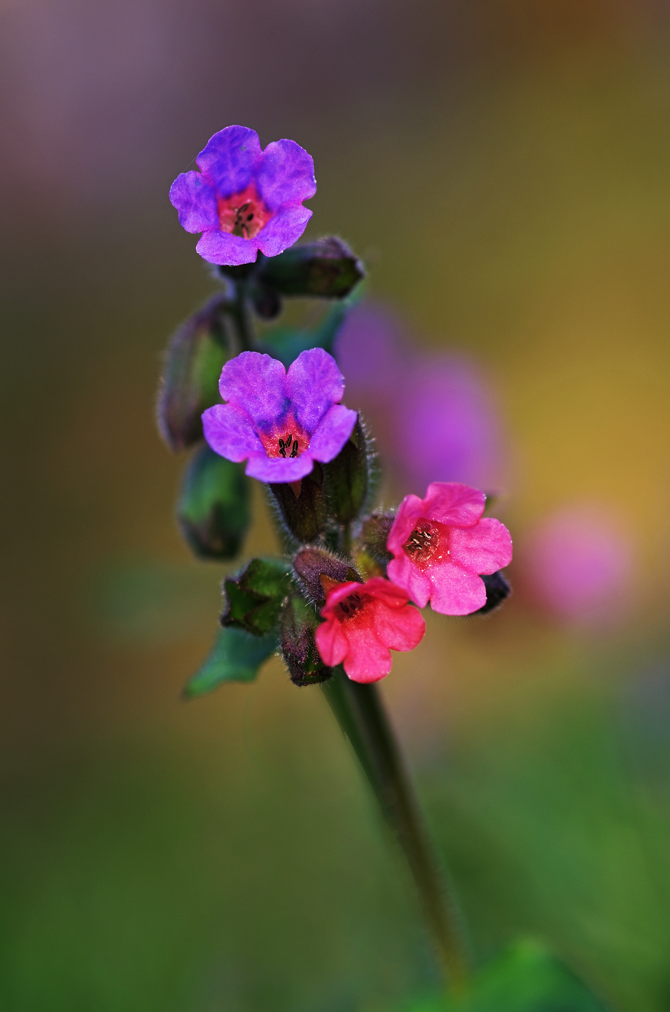 lungwort