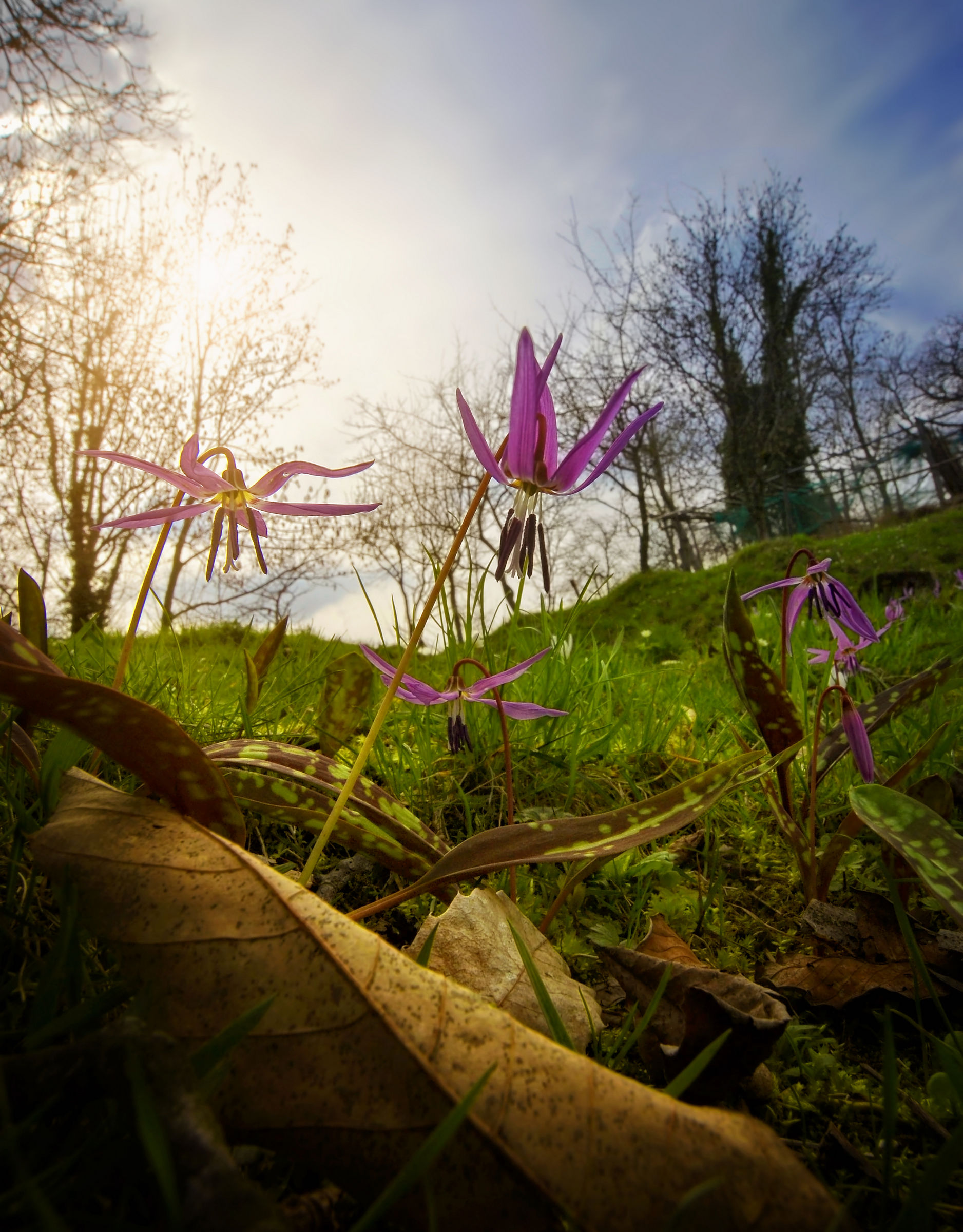 Primavera in controluce