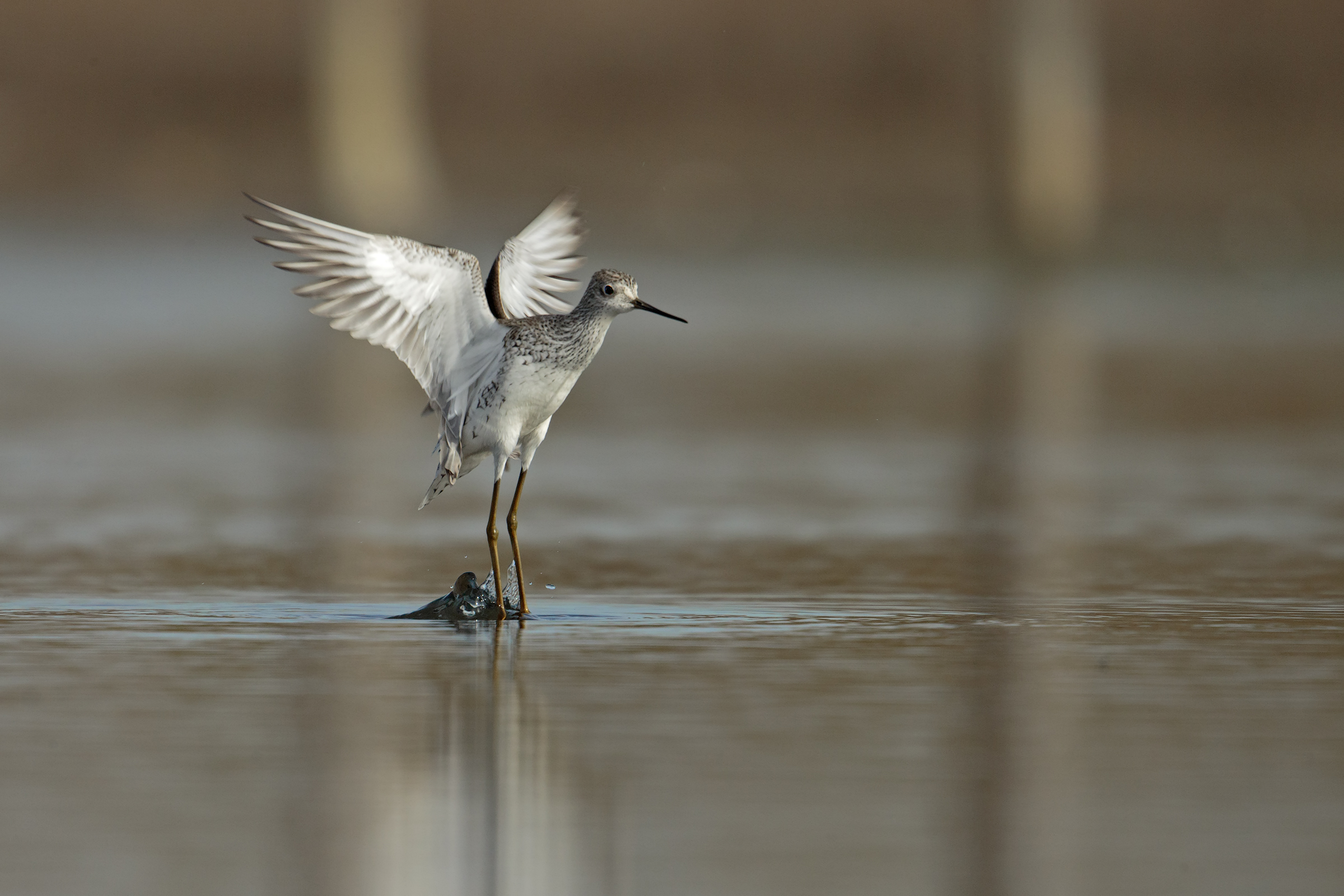 Wood Sandpiper