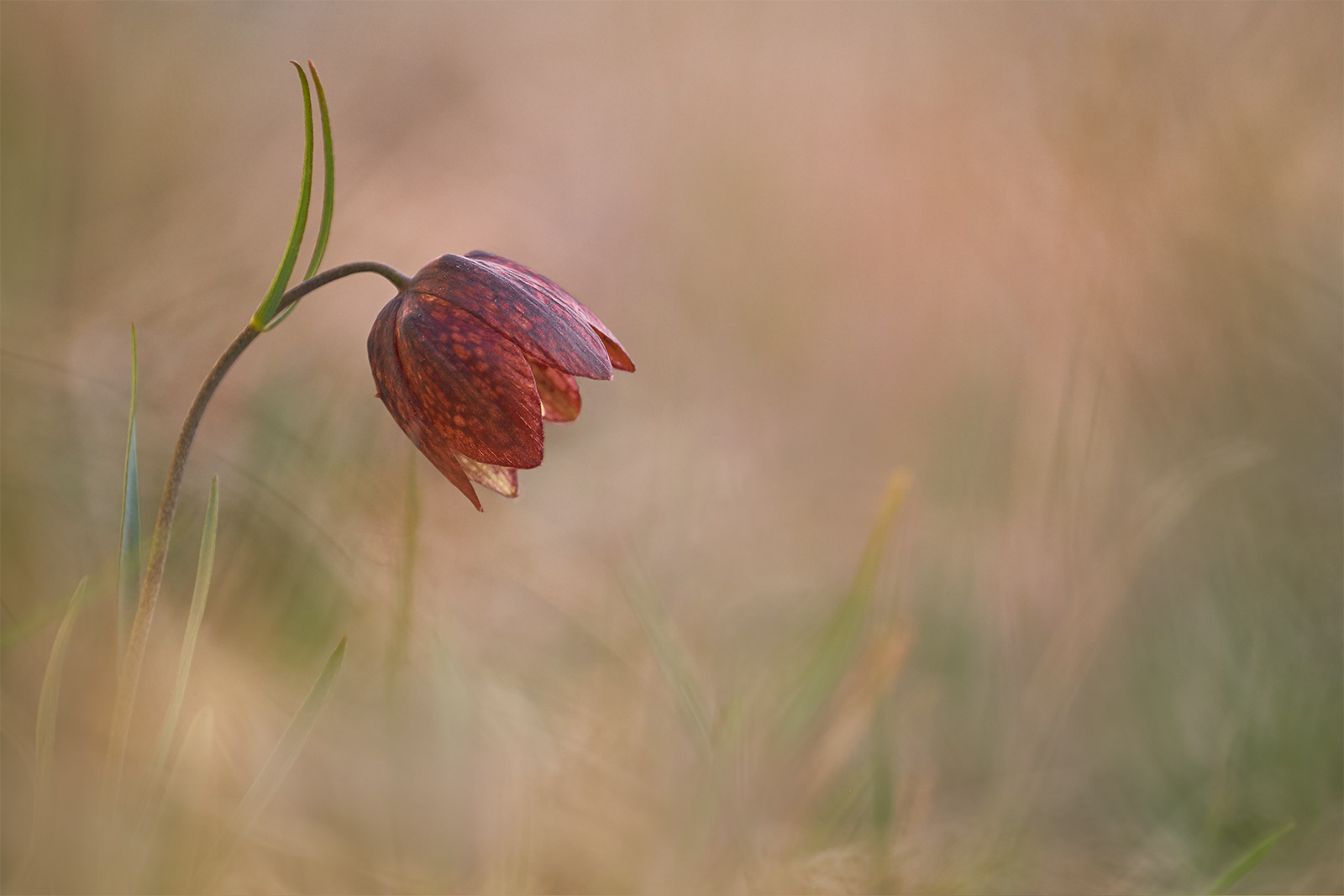 Fritillaria