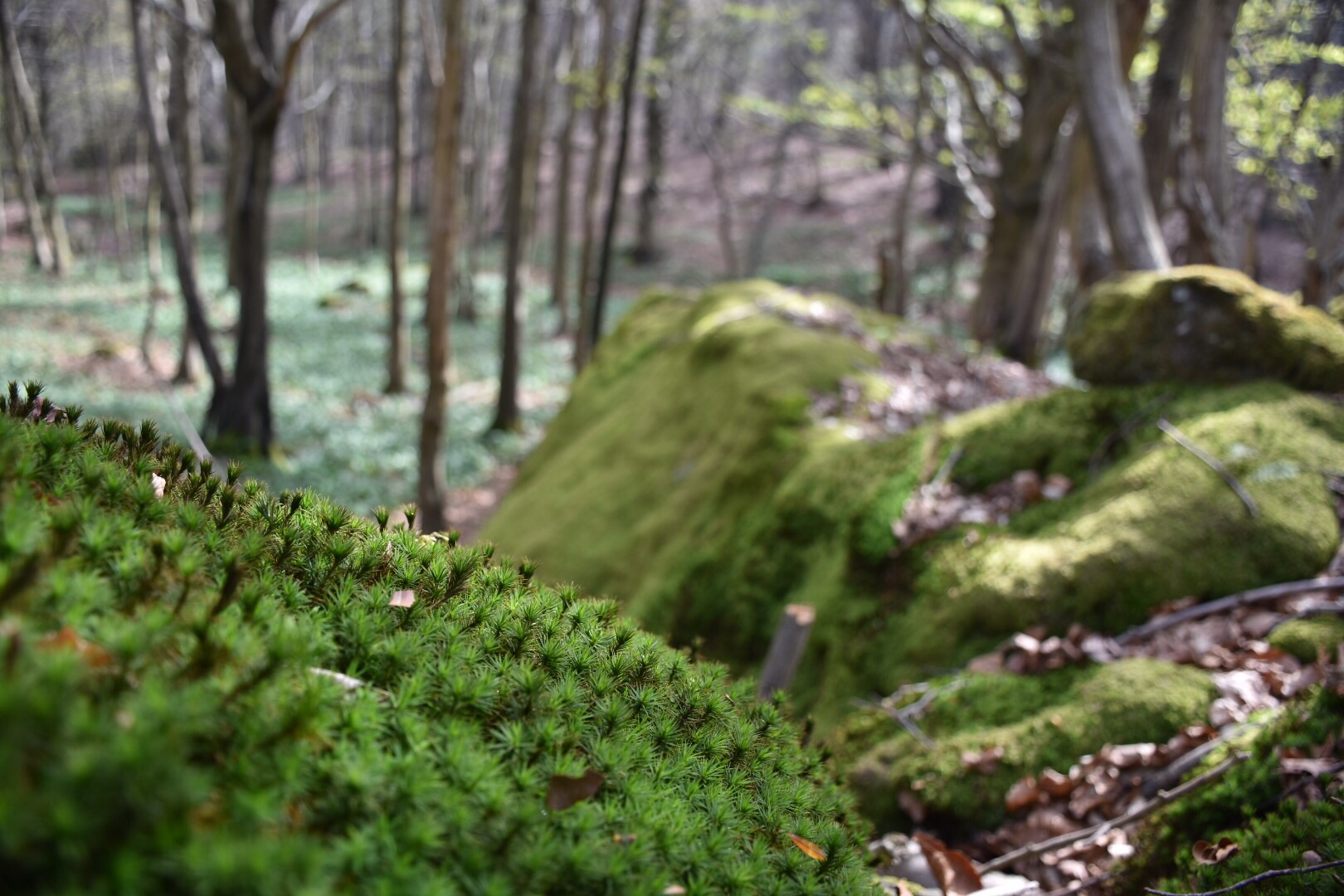 Tra le rocce del bosco