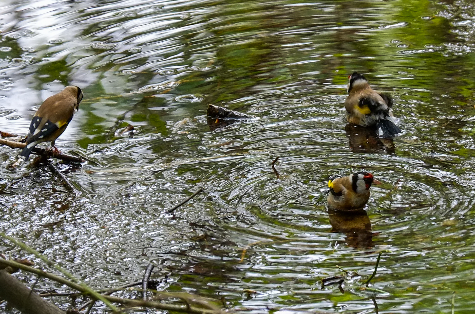 The private pool of goldfinches