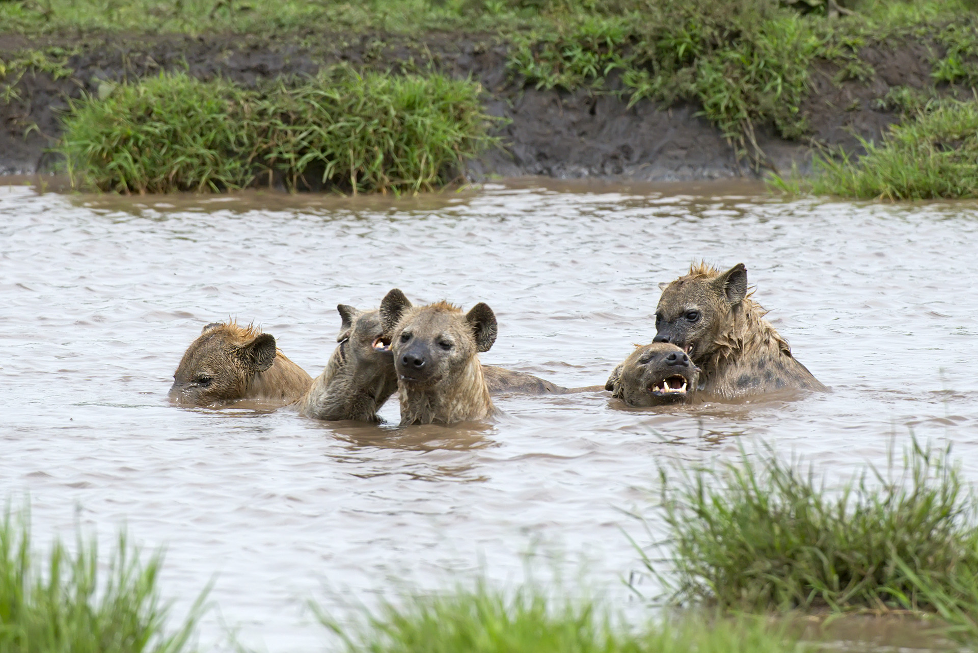 Games between hyenas
