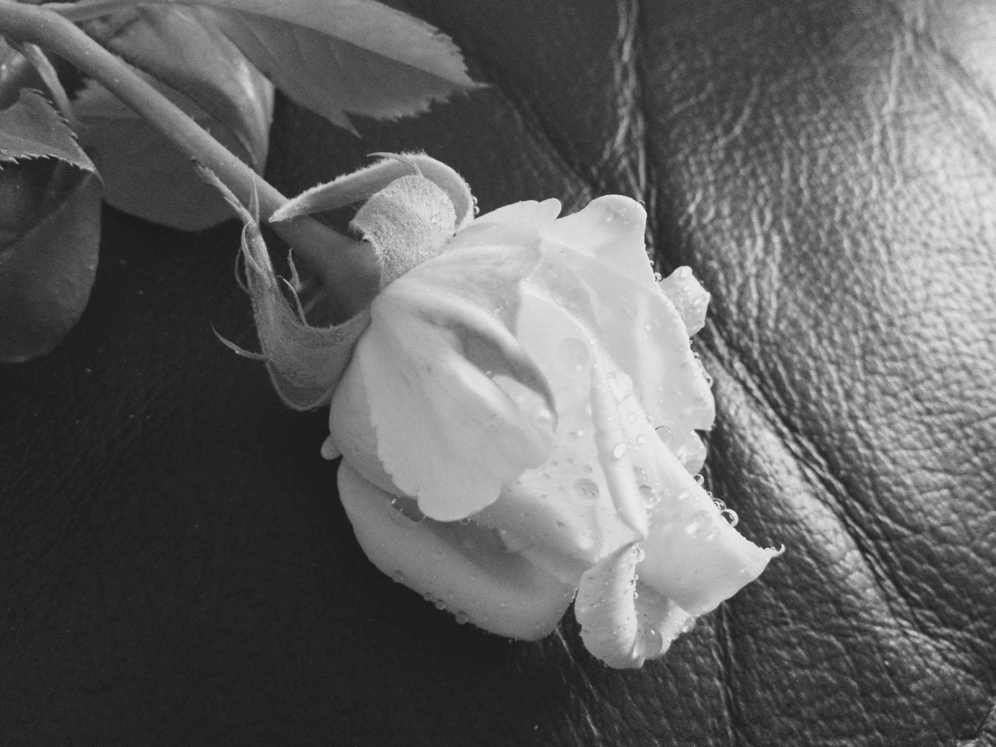 rosebud in black / white