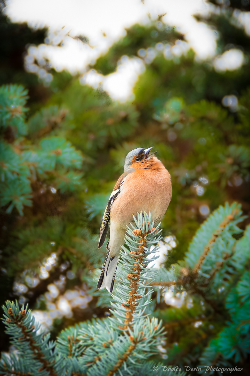 the song of the finch