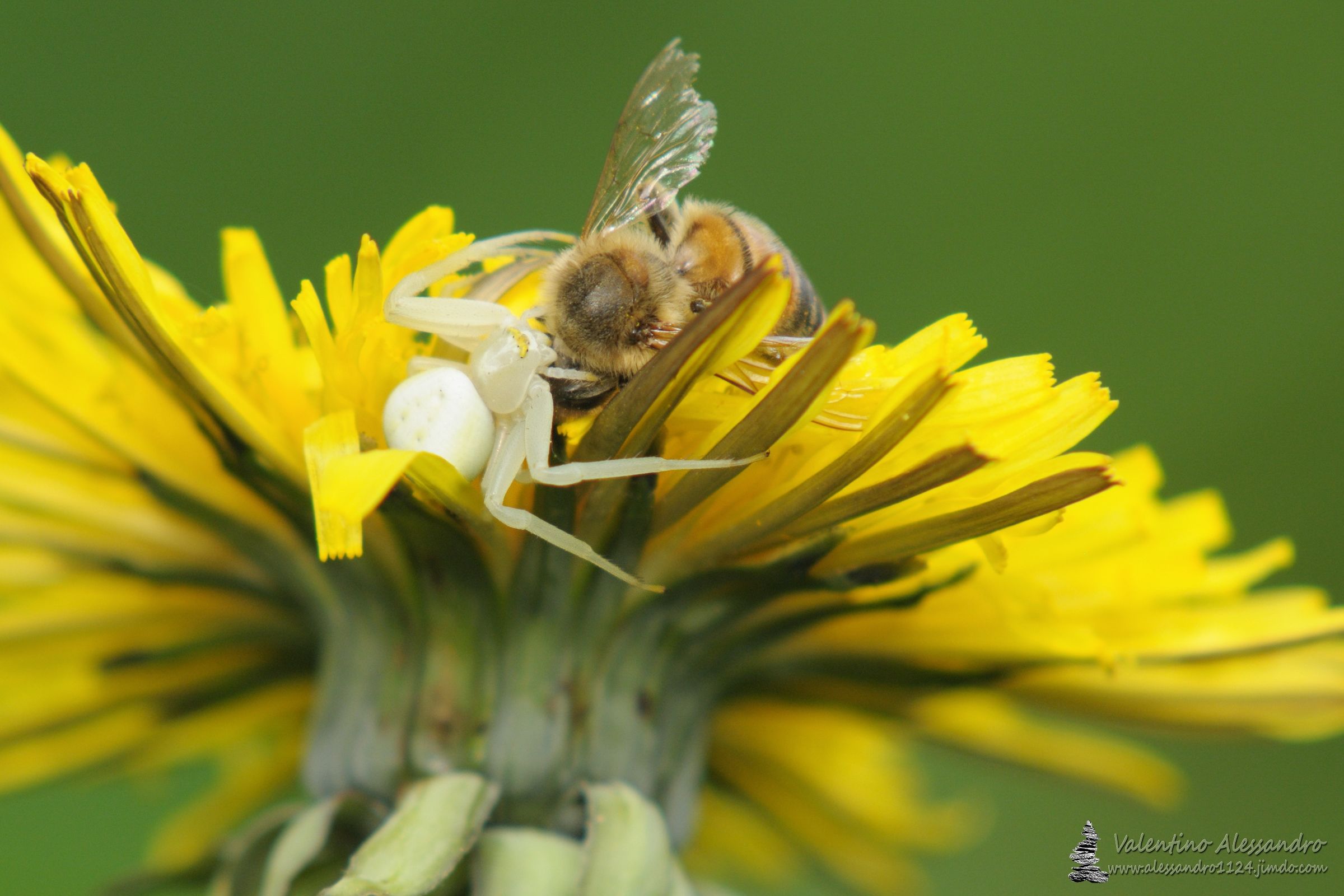 Agguato tra i petali