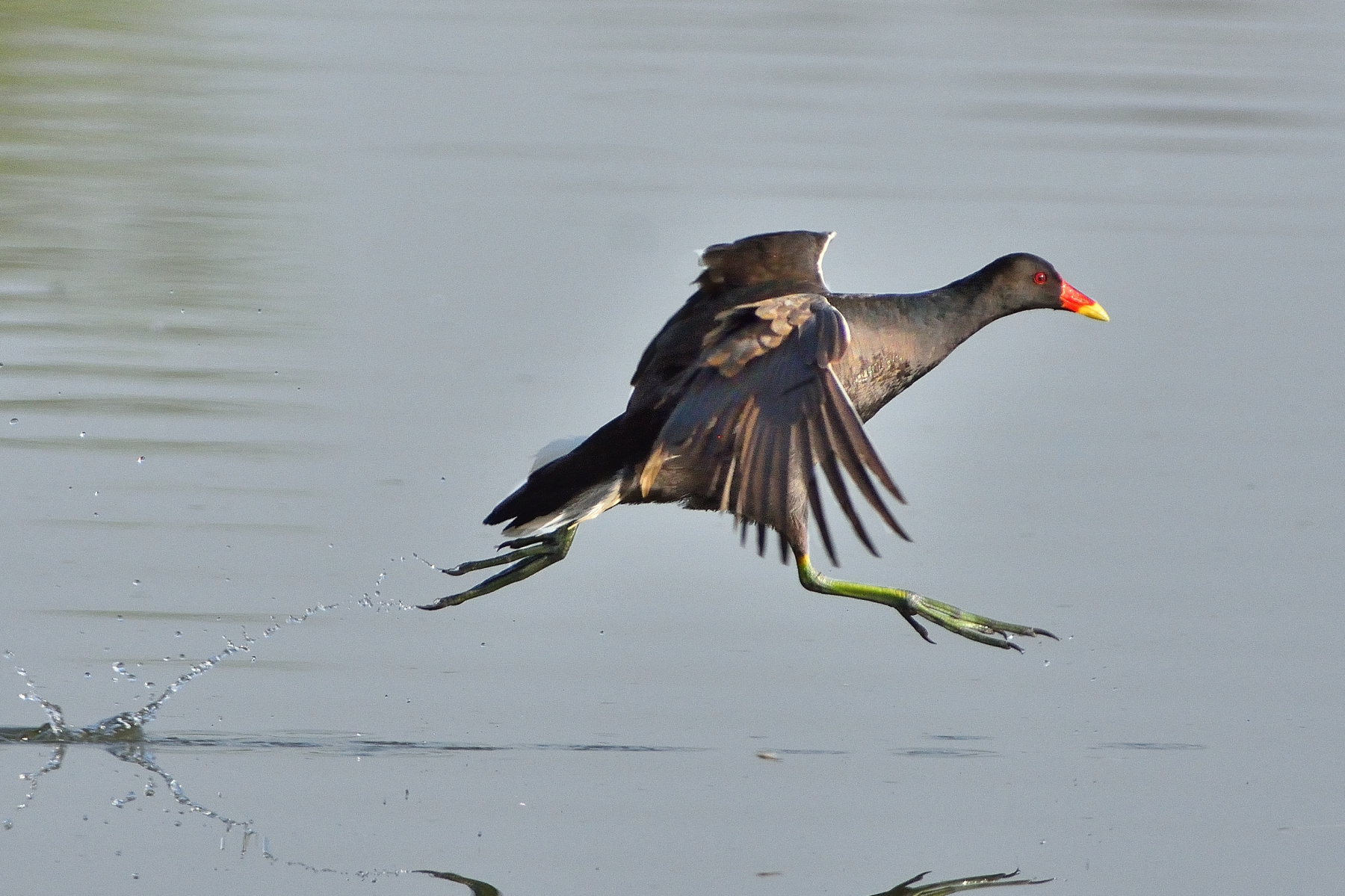 Moorhen