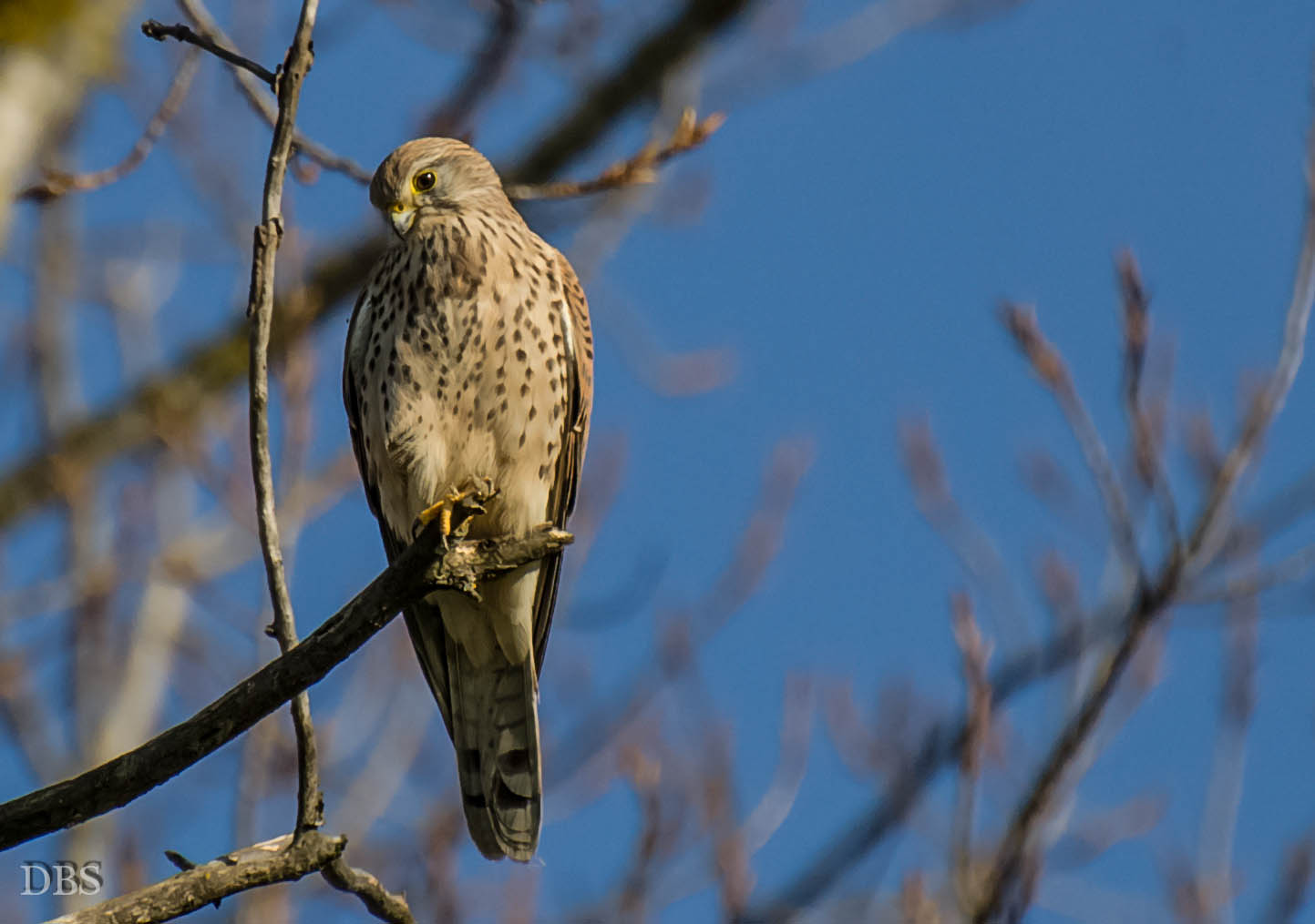 Kestrel