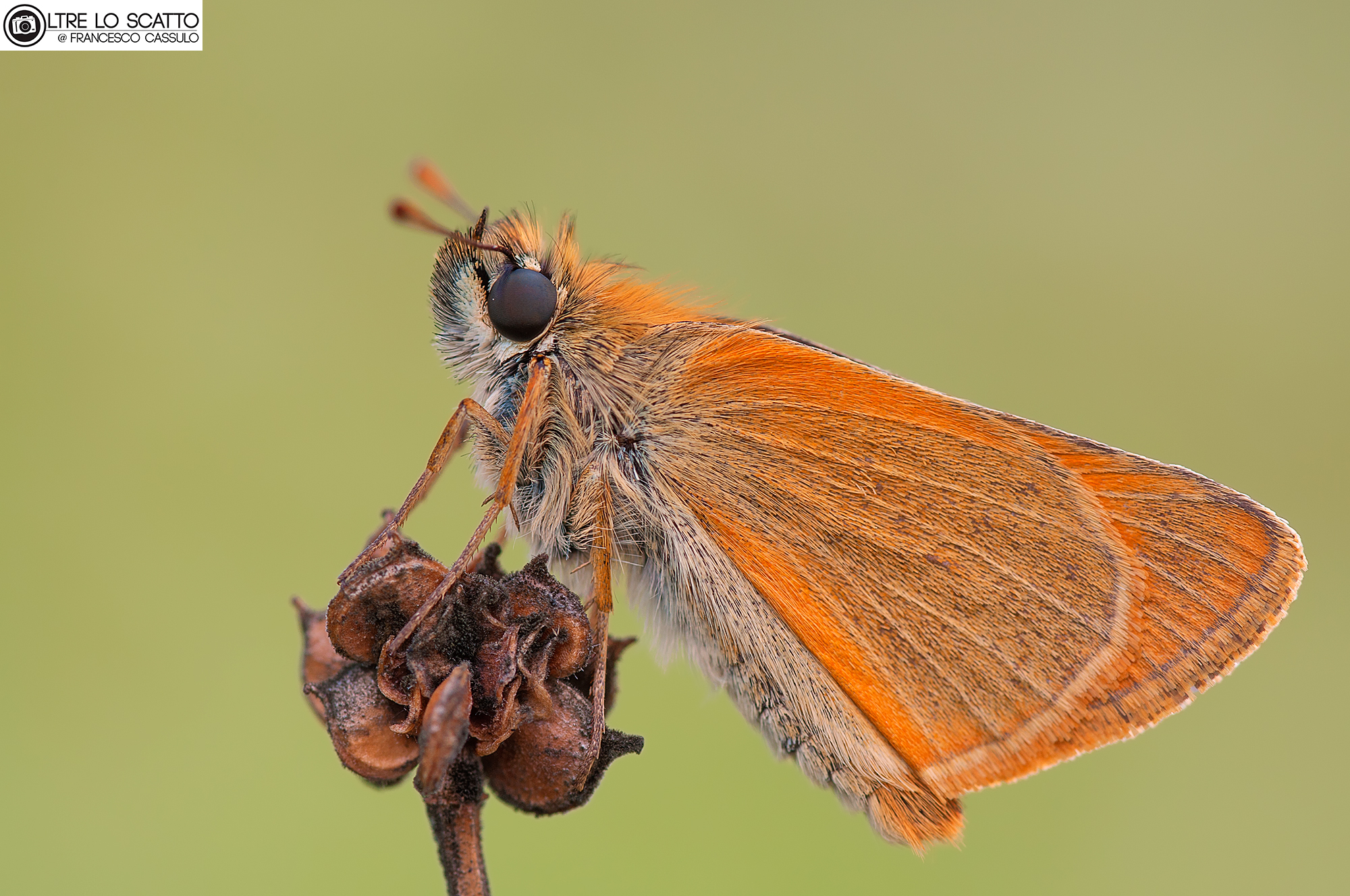 Thymelicus lineola (Ochsenheimer, 1808)