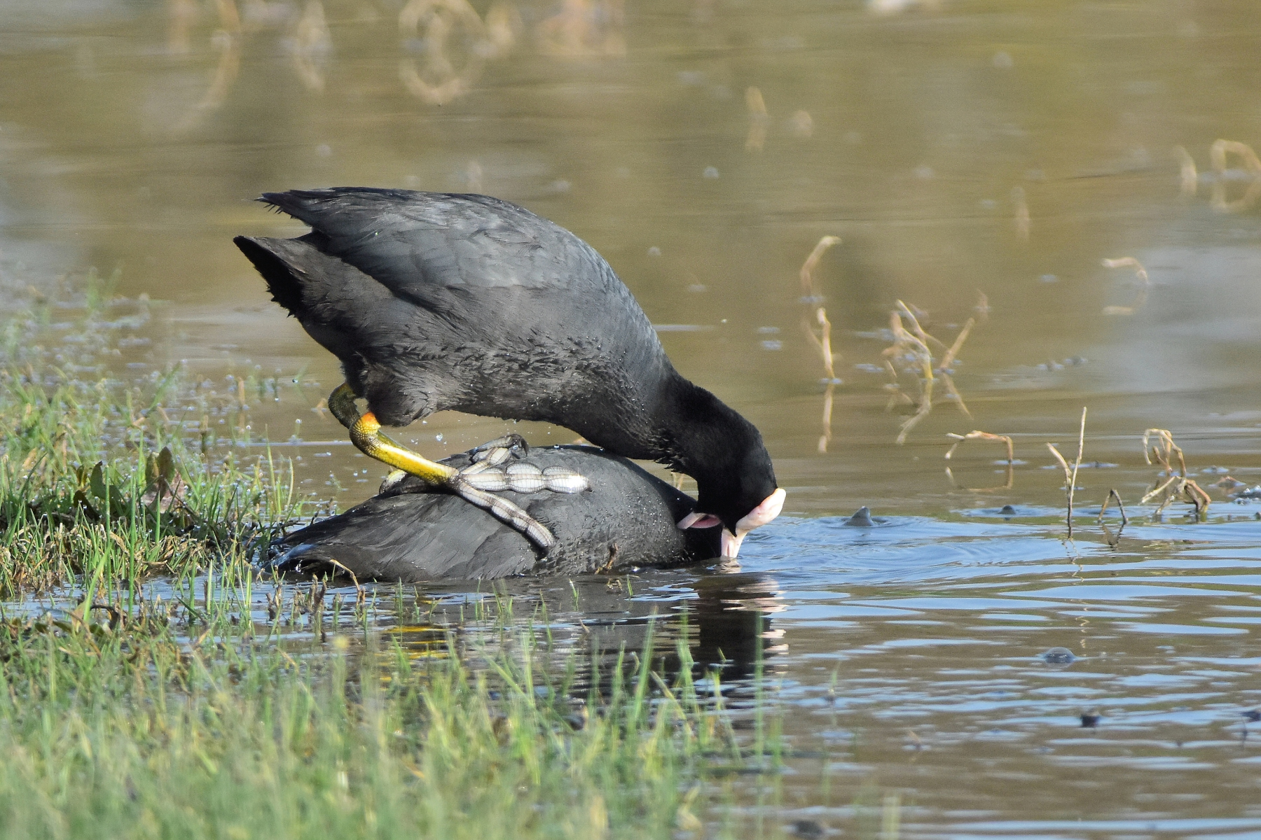 Coots also feel the Spring ...