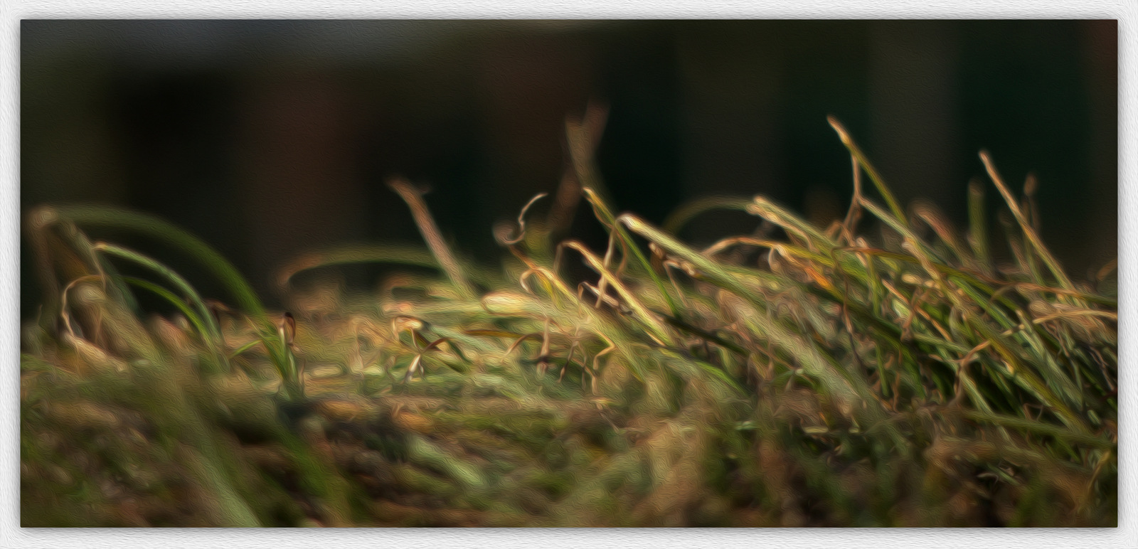 Grass before cutting