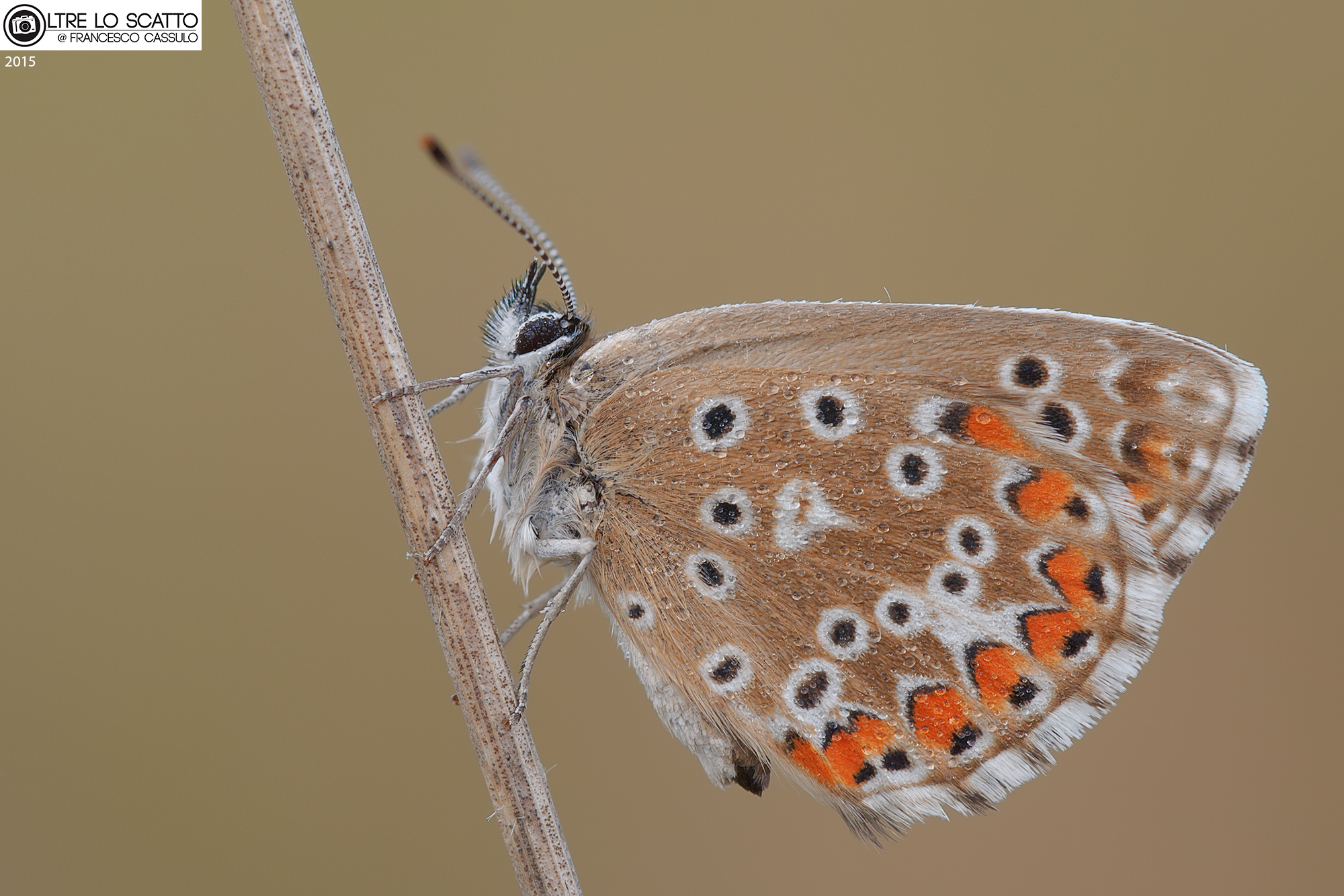Pollyommatus bellargus (Rottemburg, 1775)
