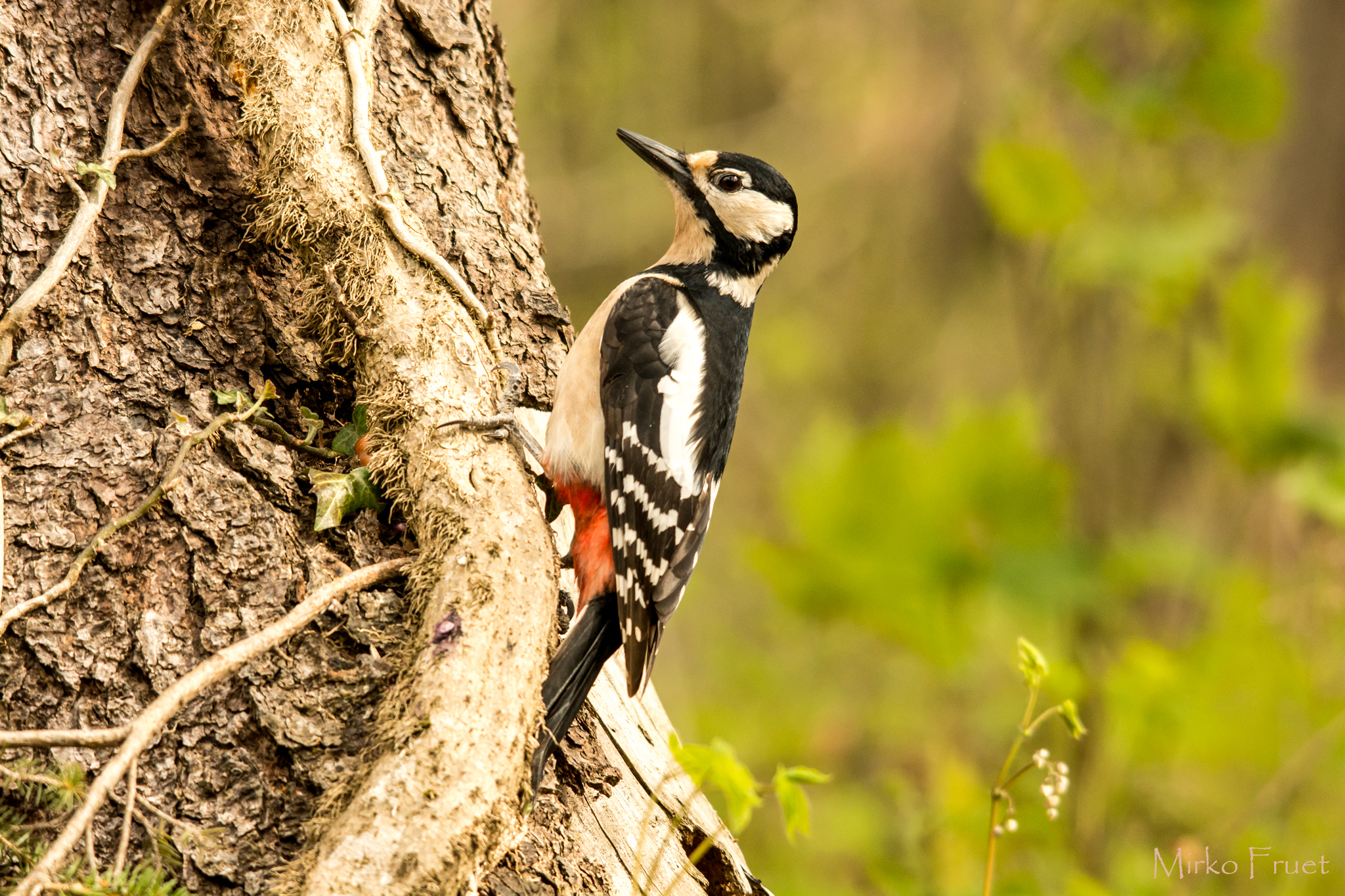 Picchio rosso maggiore