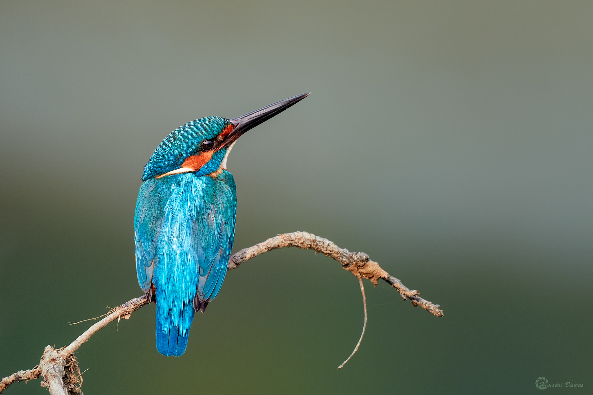 Common kingfisher