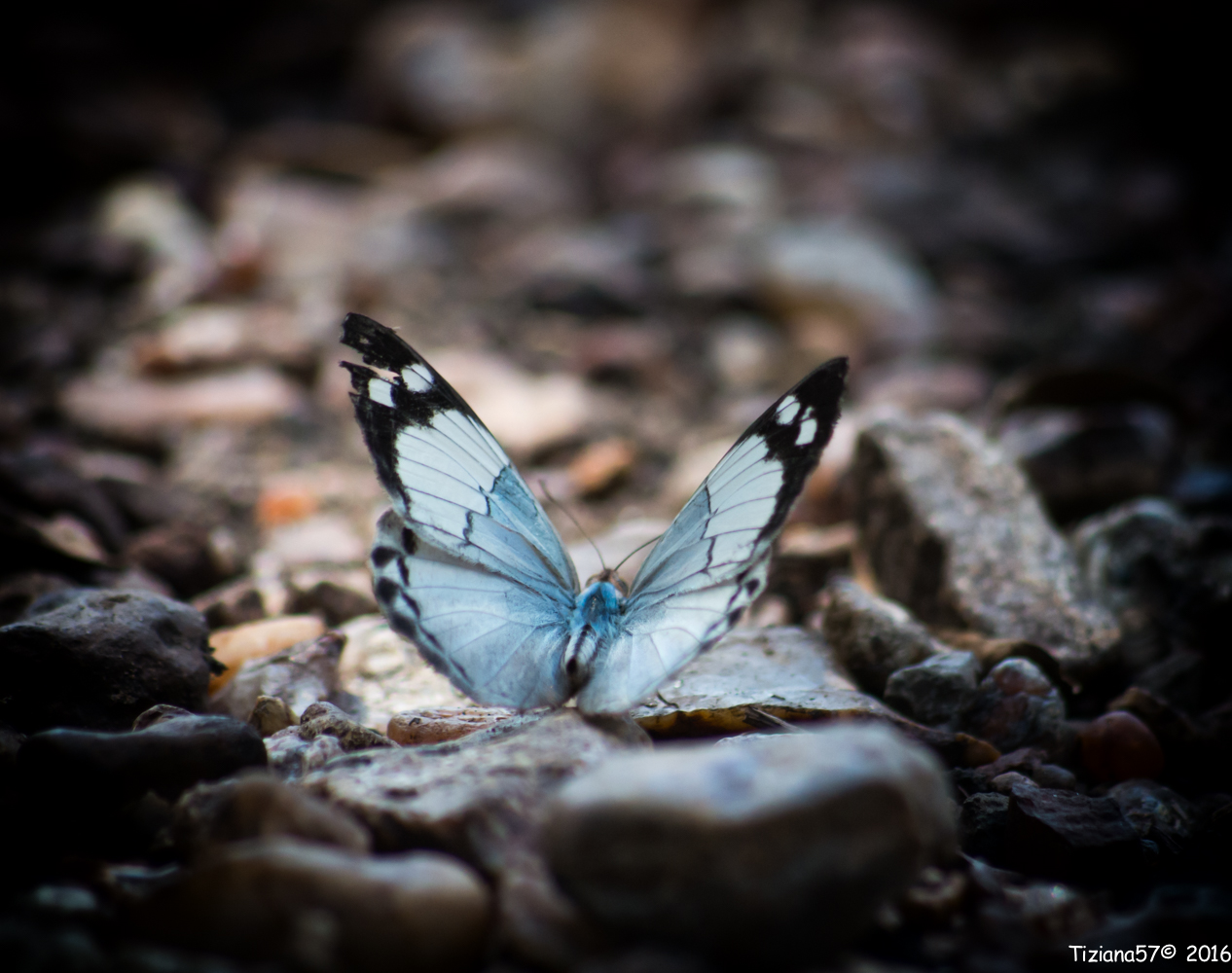 butterfly in South America