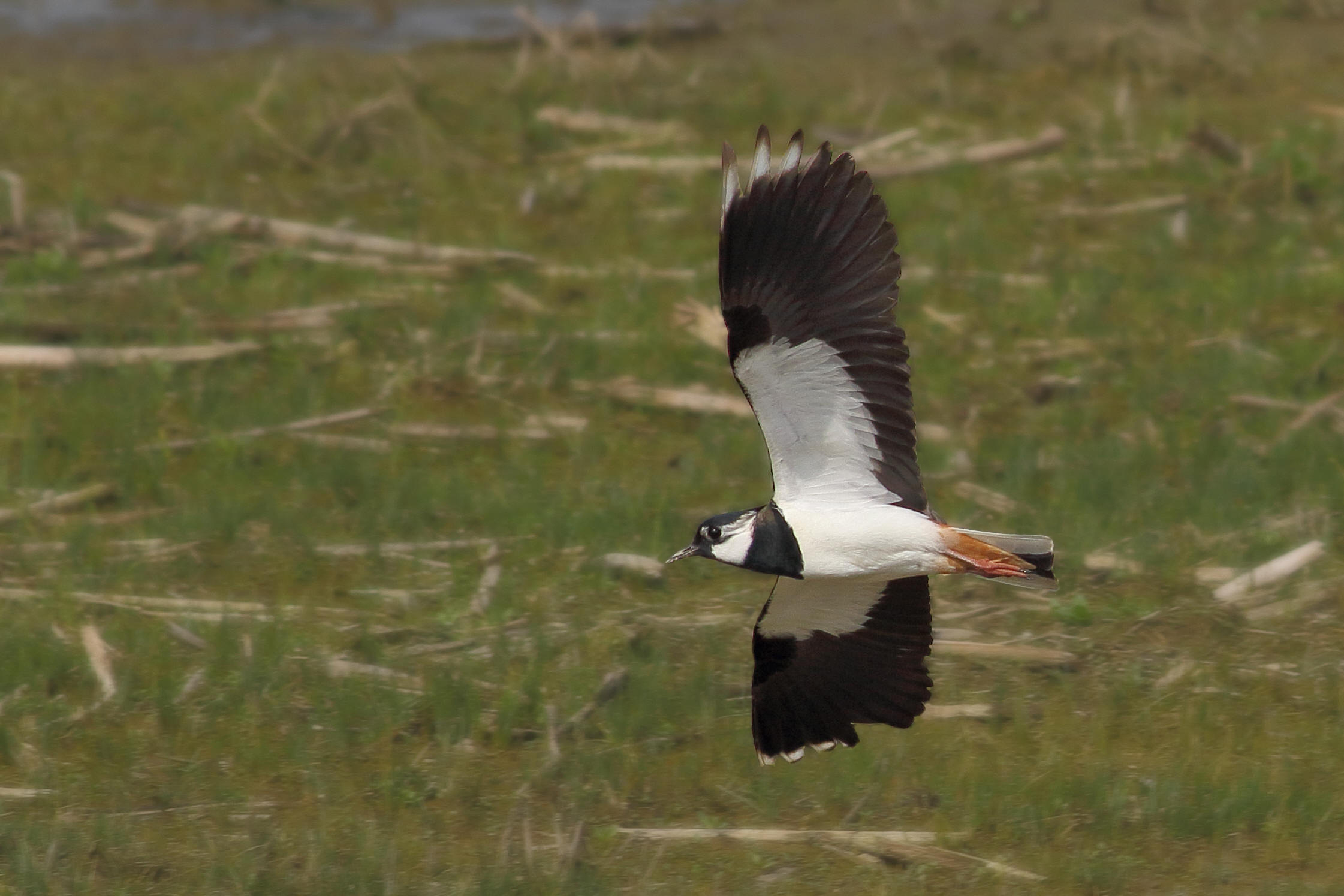 lapwing