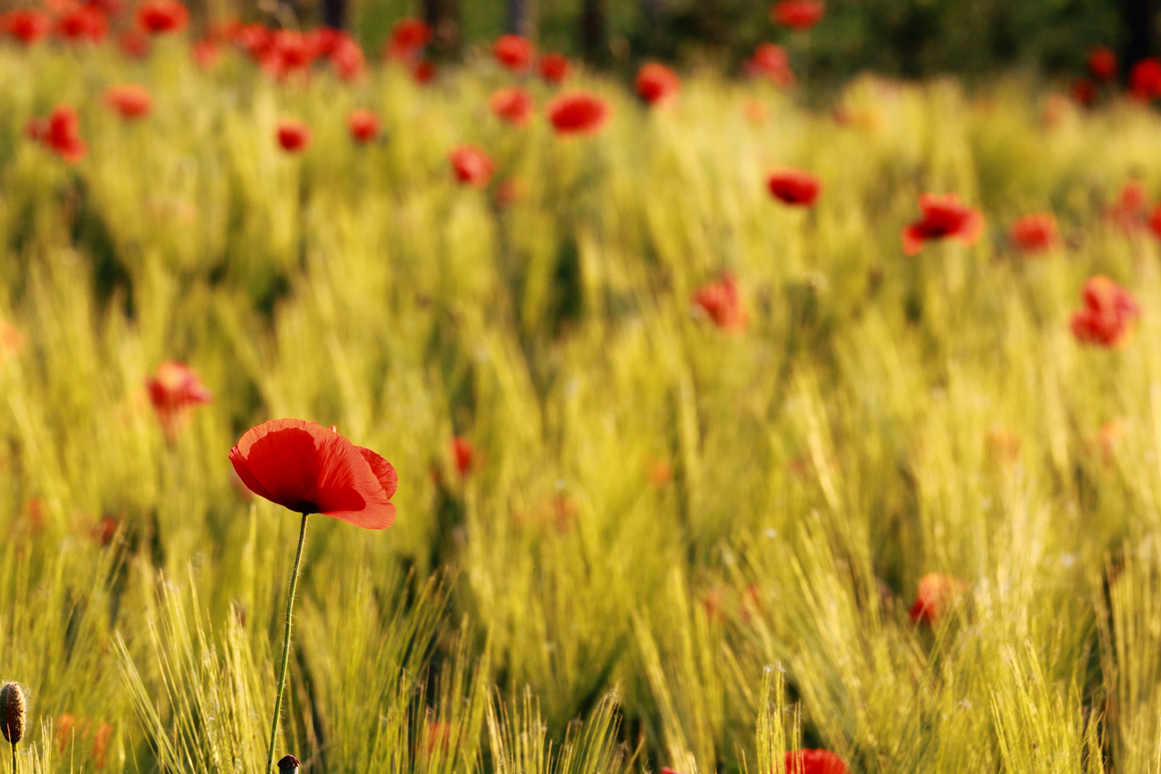 Dettagli papaveri 2