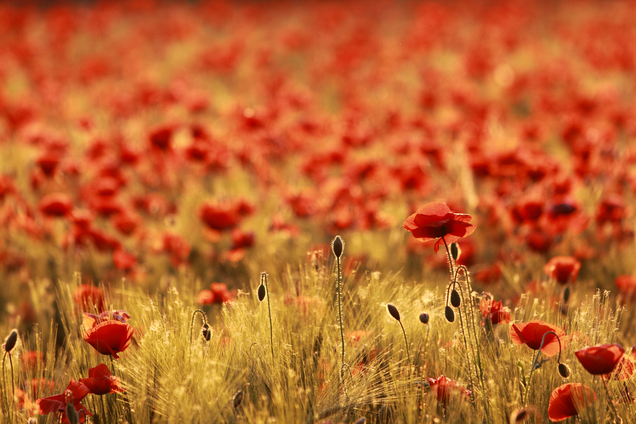 Dettagli papaveri 3