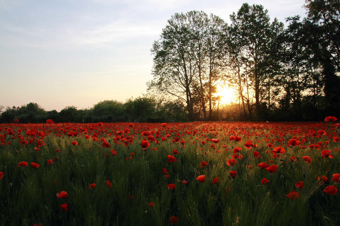 Campo di papaveri