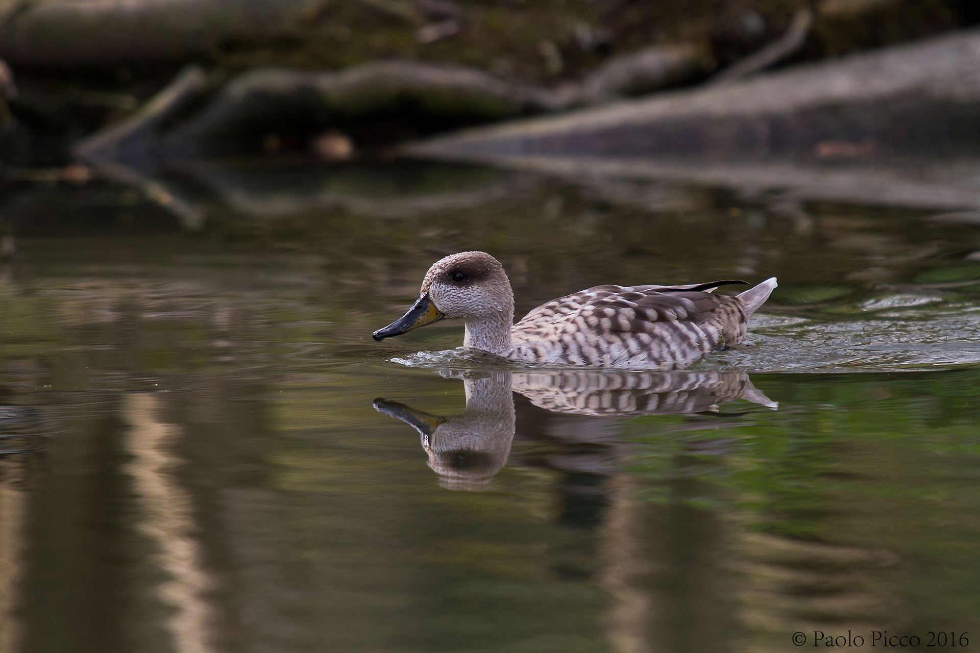 Al Laghetto parco di Legnano