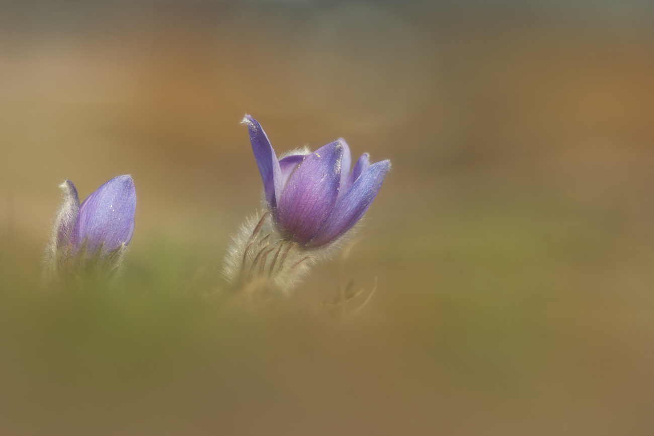Pulsatilla grandis